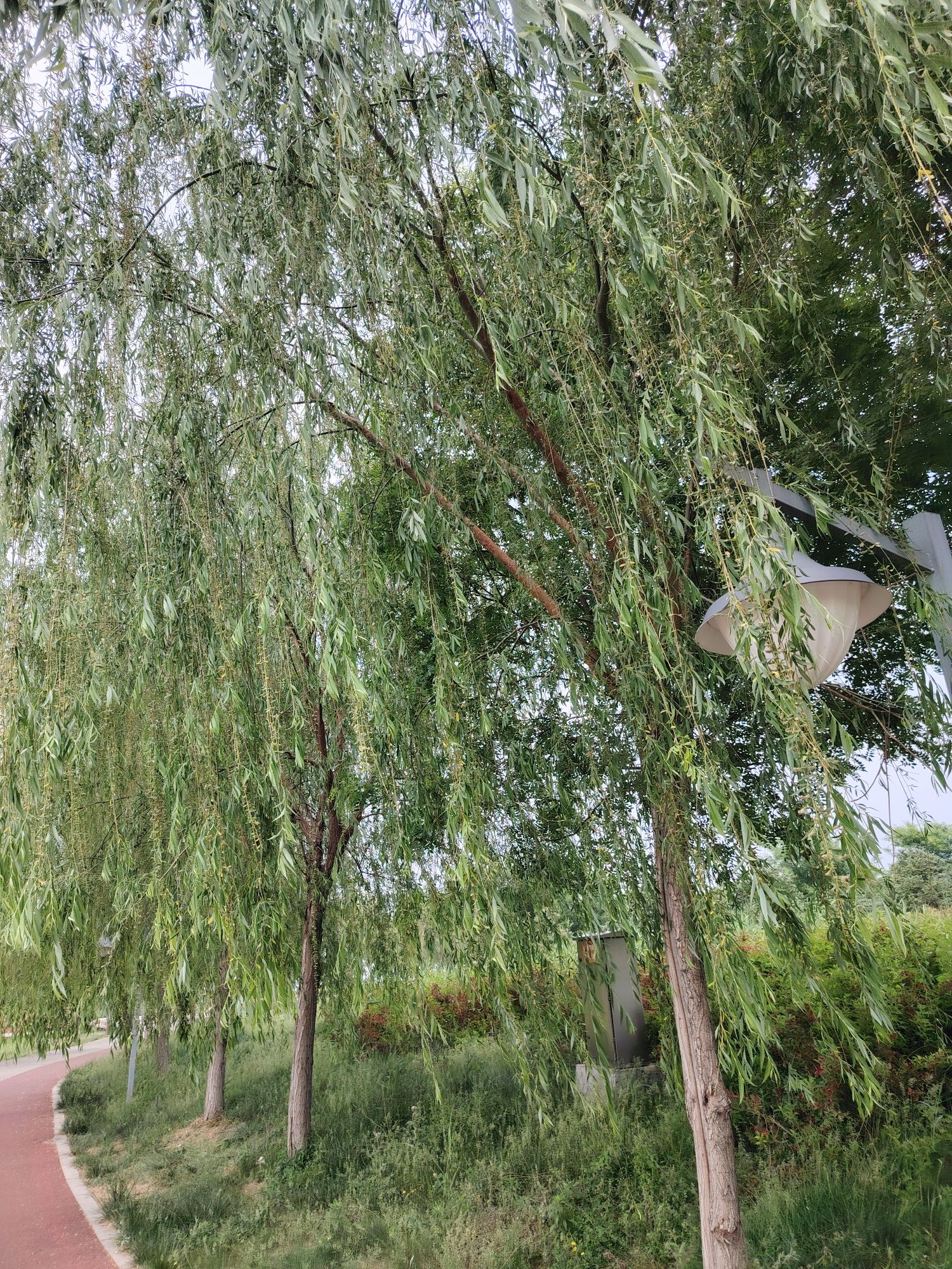 宁晋凤鸣湖公园旅行图片 3