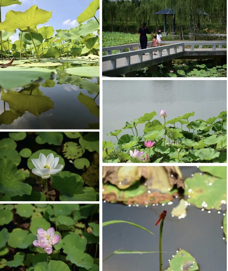 宁晋凤鸣湖公园旅行图片 2