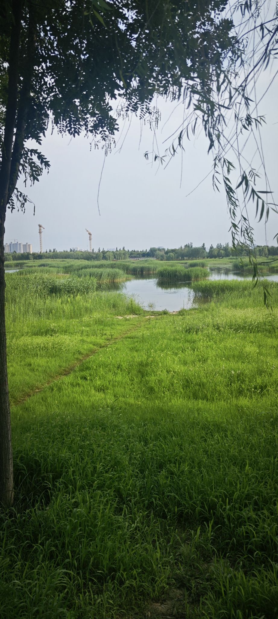 宁晋凤鸣湖公园旅行图片 3