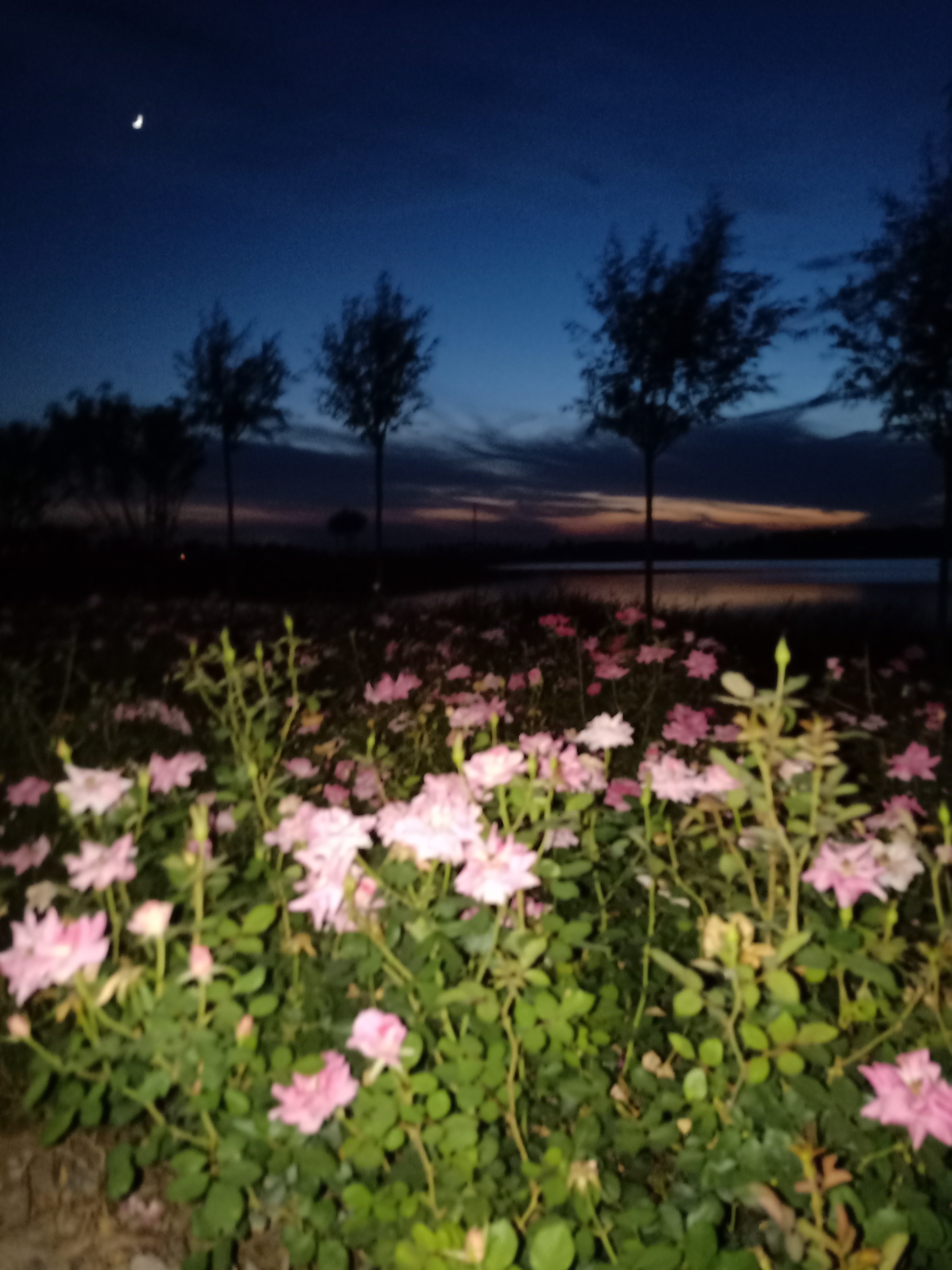 宁晋凤鸣湖公园旅行图片 2