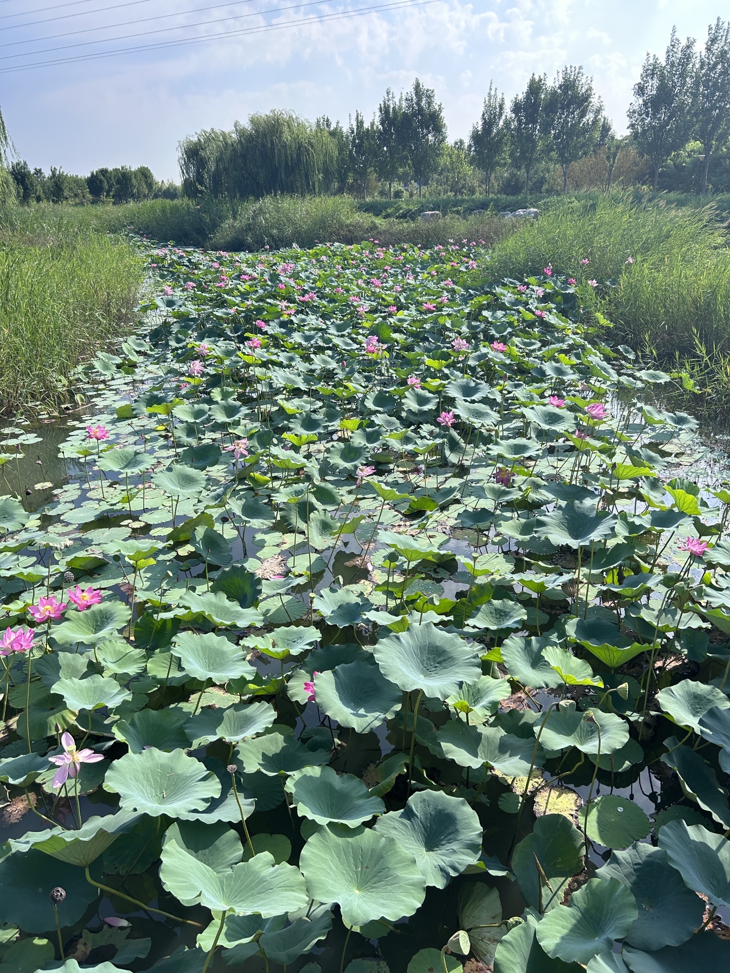 宁晋凤鸣湖公园