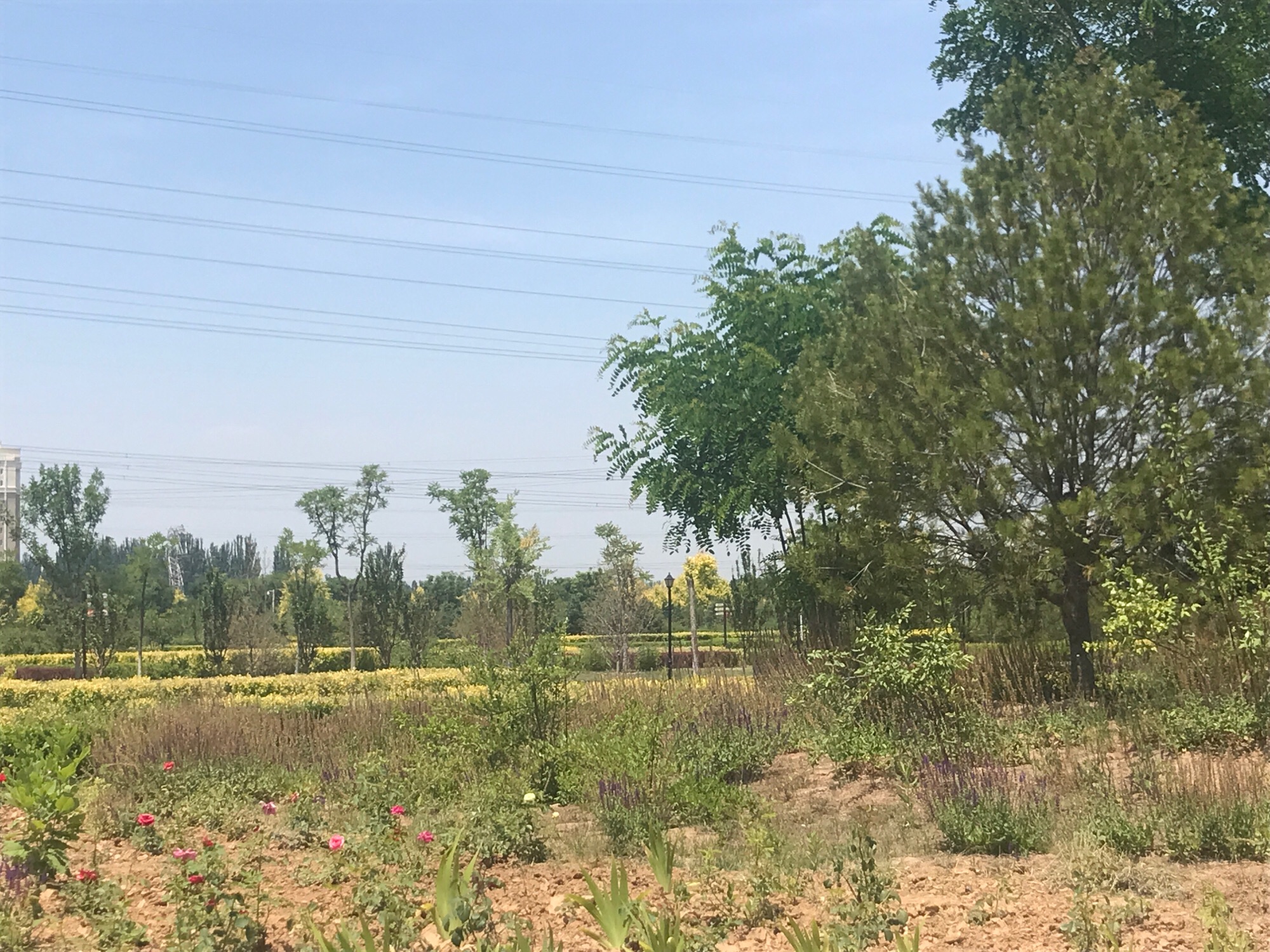 学府生态绿地公园旅行图片 3