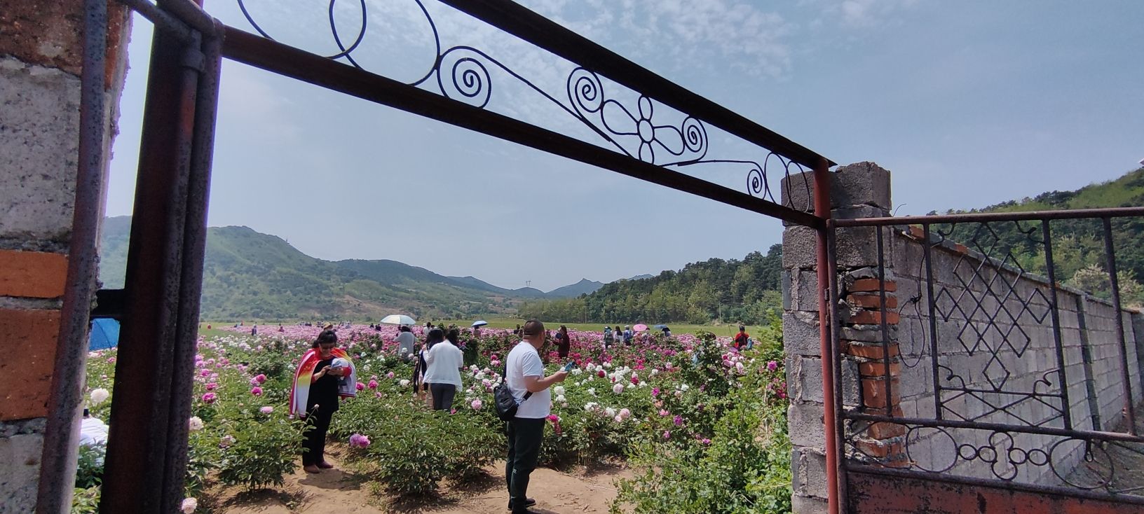 大美温滴楼花海旅行图片 2