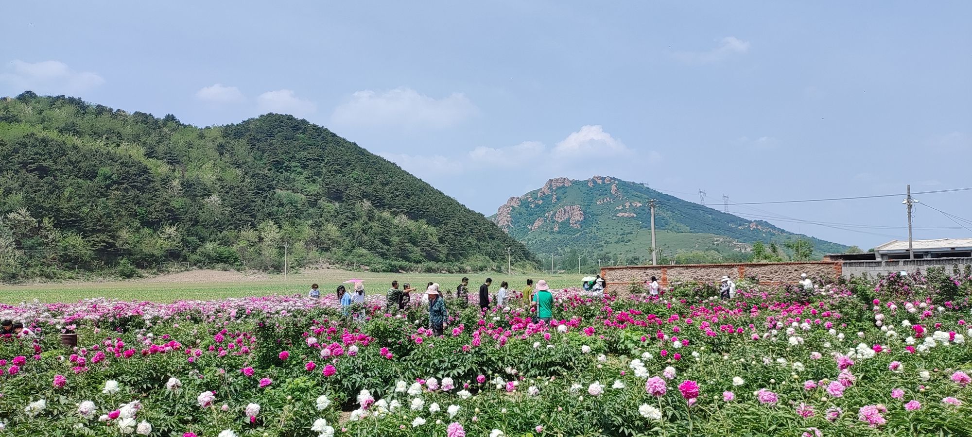 大美温滴楼花海旅行图片 3