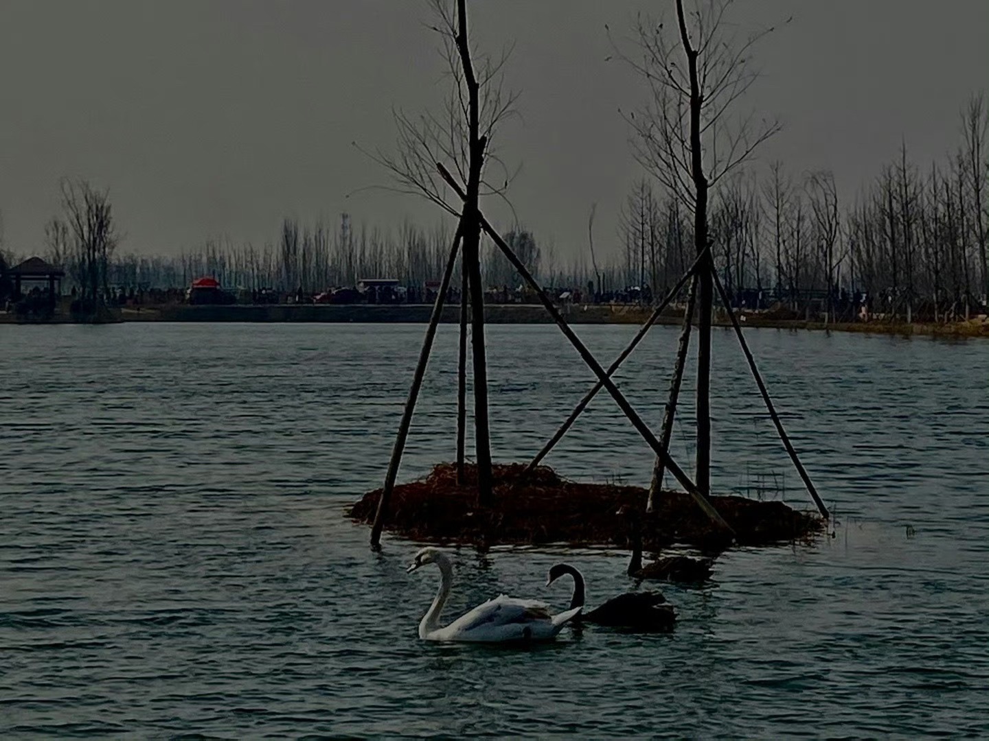 胡各庄村天鹅湖旅行图片 1