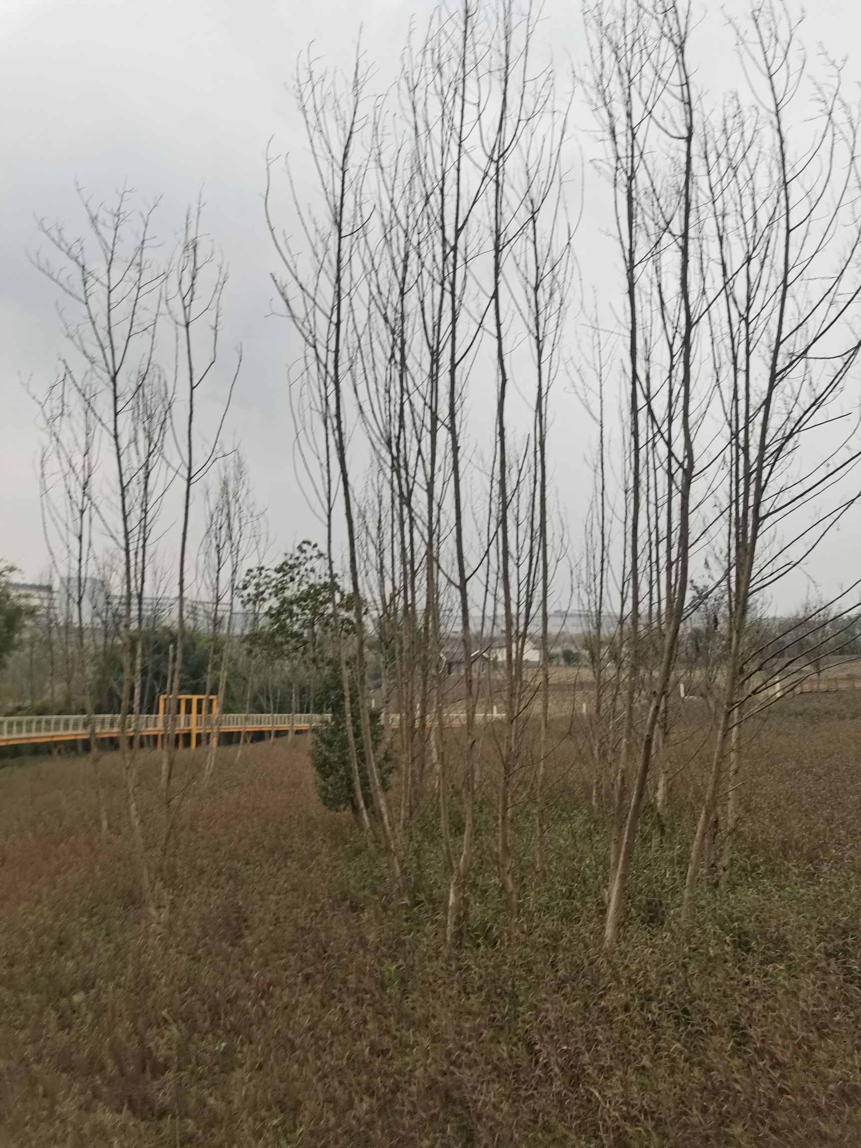 竹溪河景观主题公园旅行图片 1