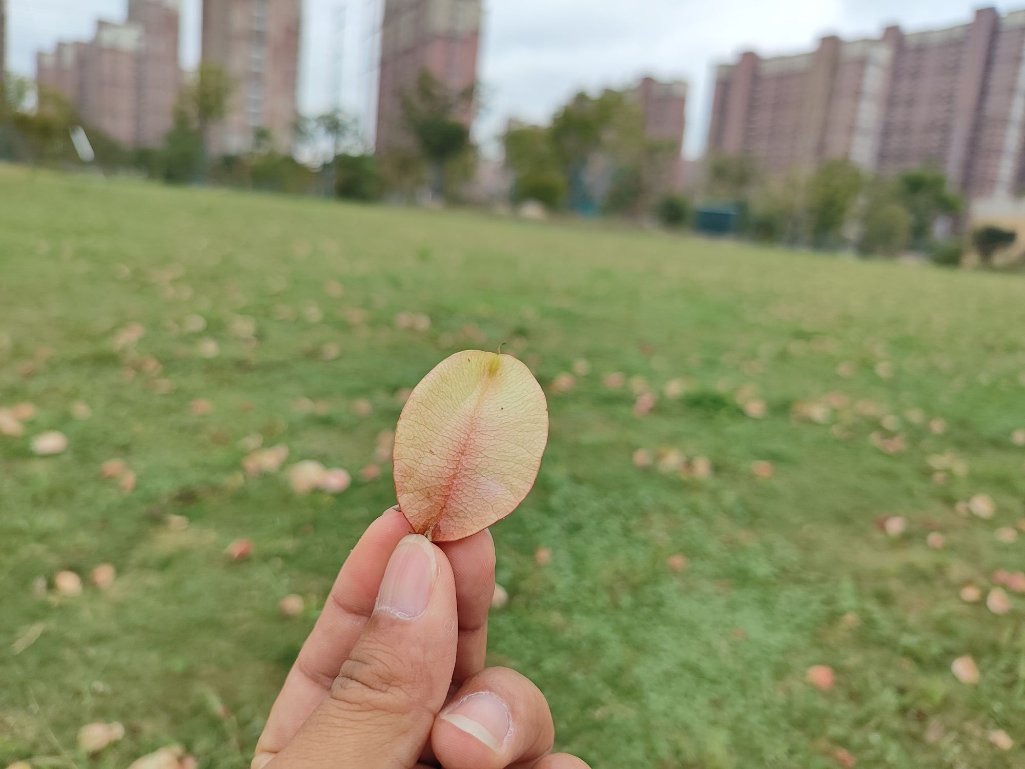 经开区北区中心公园旅行图片 3