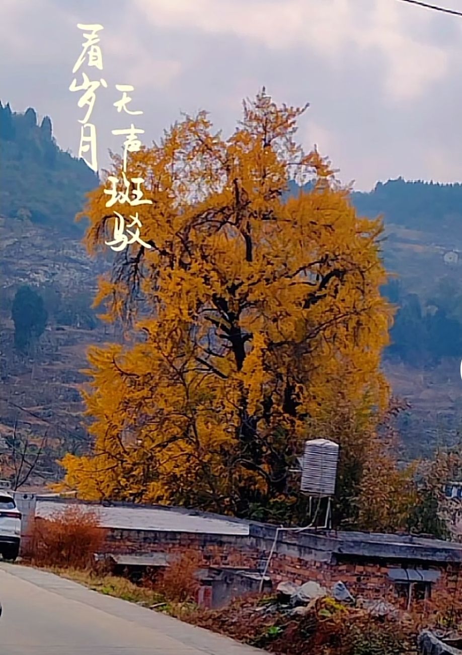 毕节市万年银杏白果树旅游区
