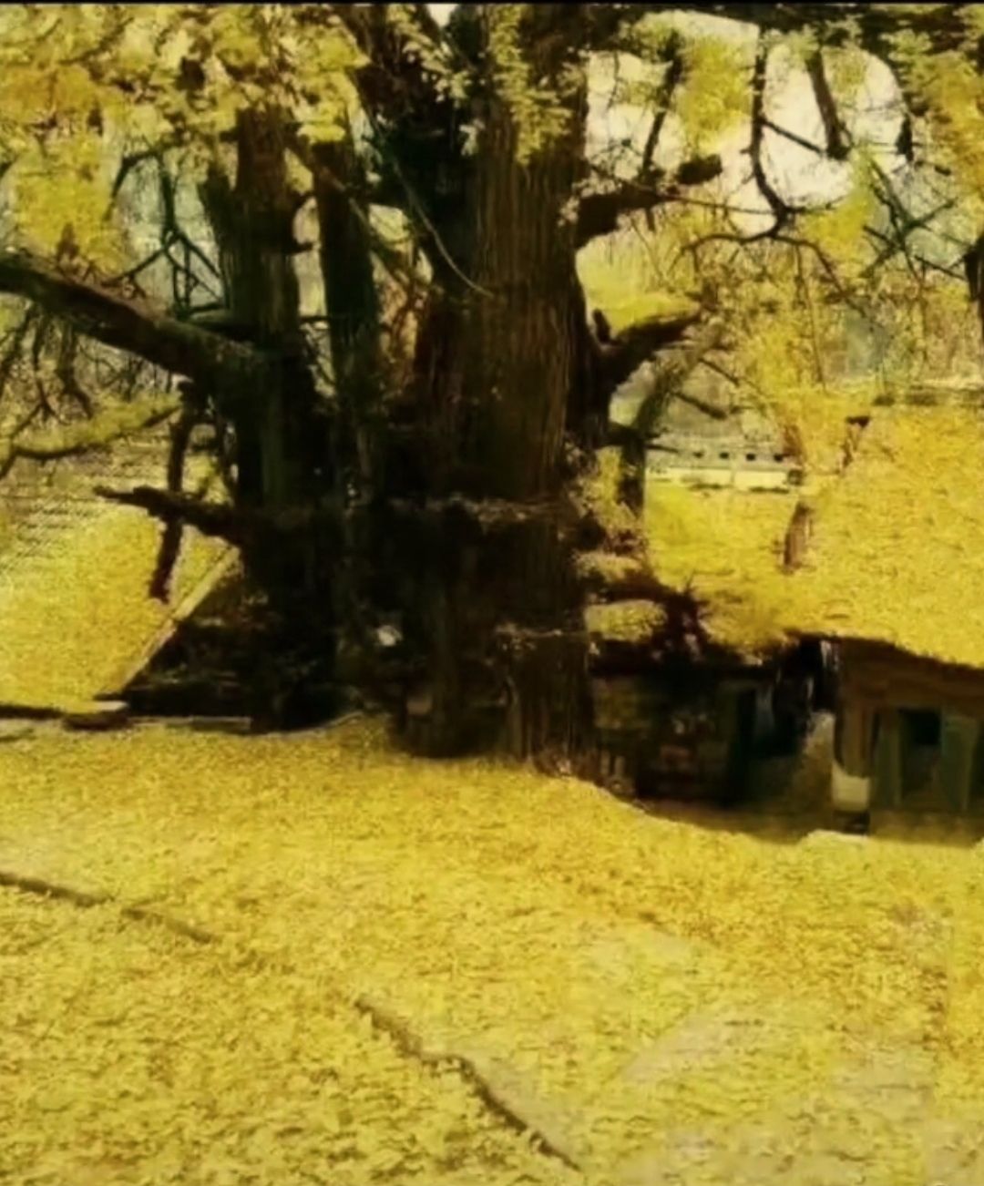 毕节市万年银杏白果树旅游区