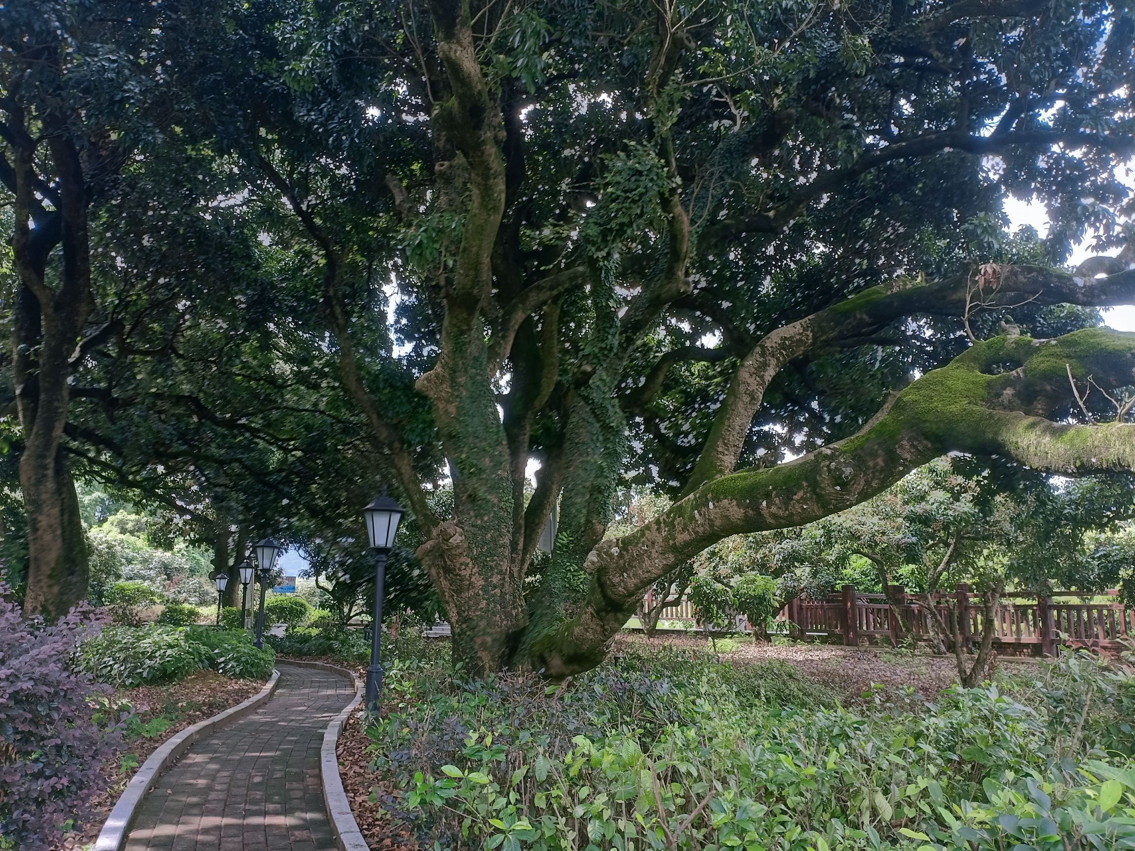 黄竹沥古荔枝公园旅行图片 3
