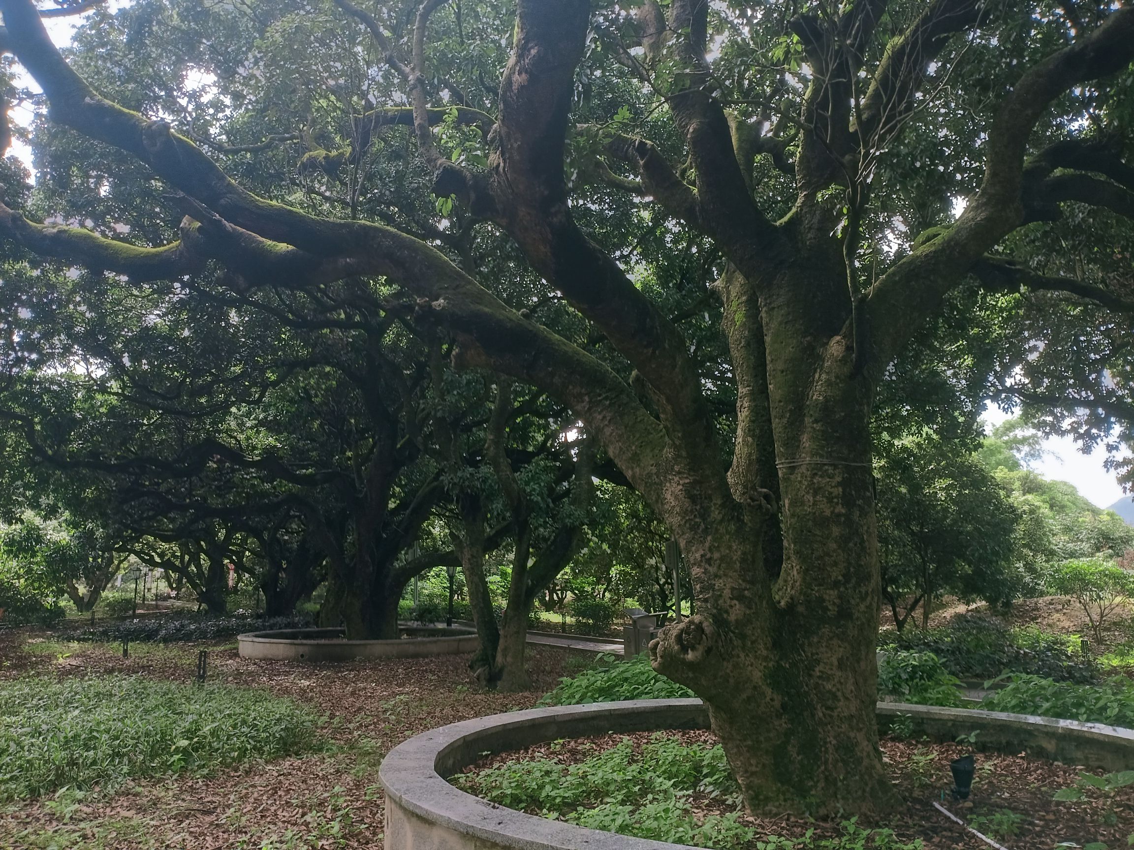 黄竹沥古荔枝公园旅行图片 2