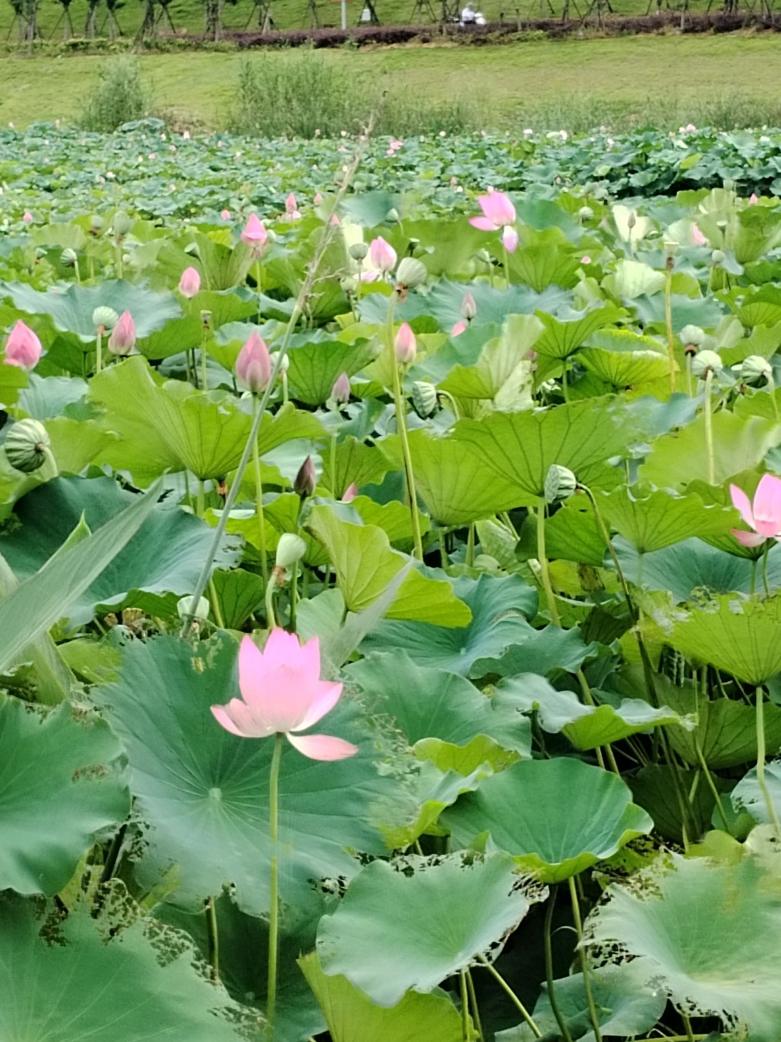 宣城市中央生态绿地旅行图片 1