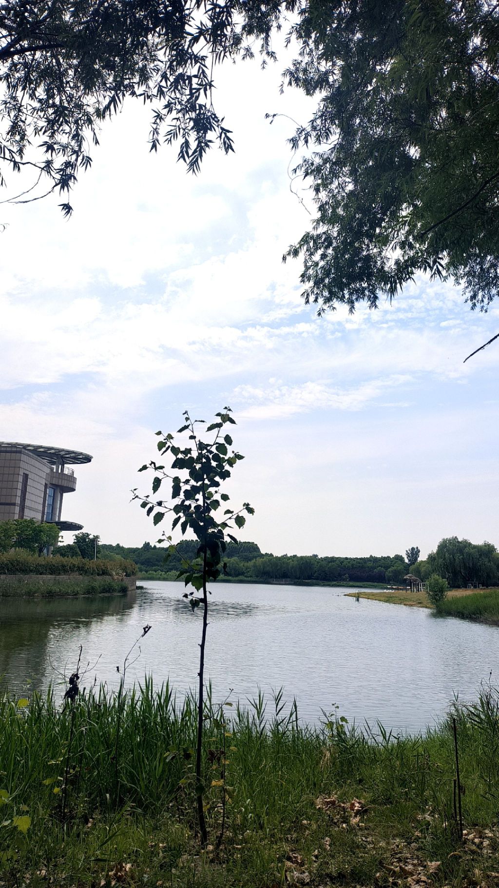 河南现代农业研究开发基地月季园旅行图片 1