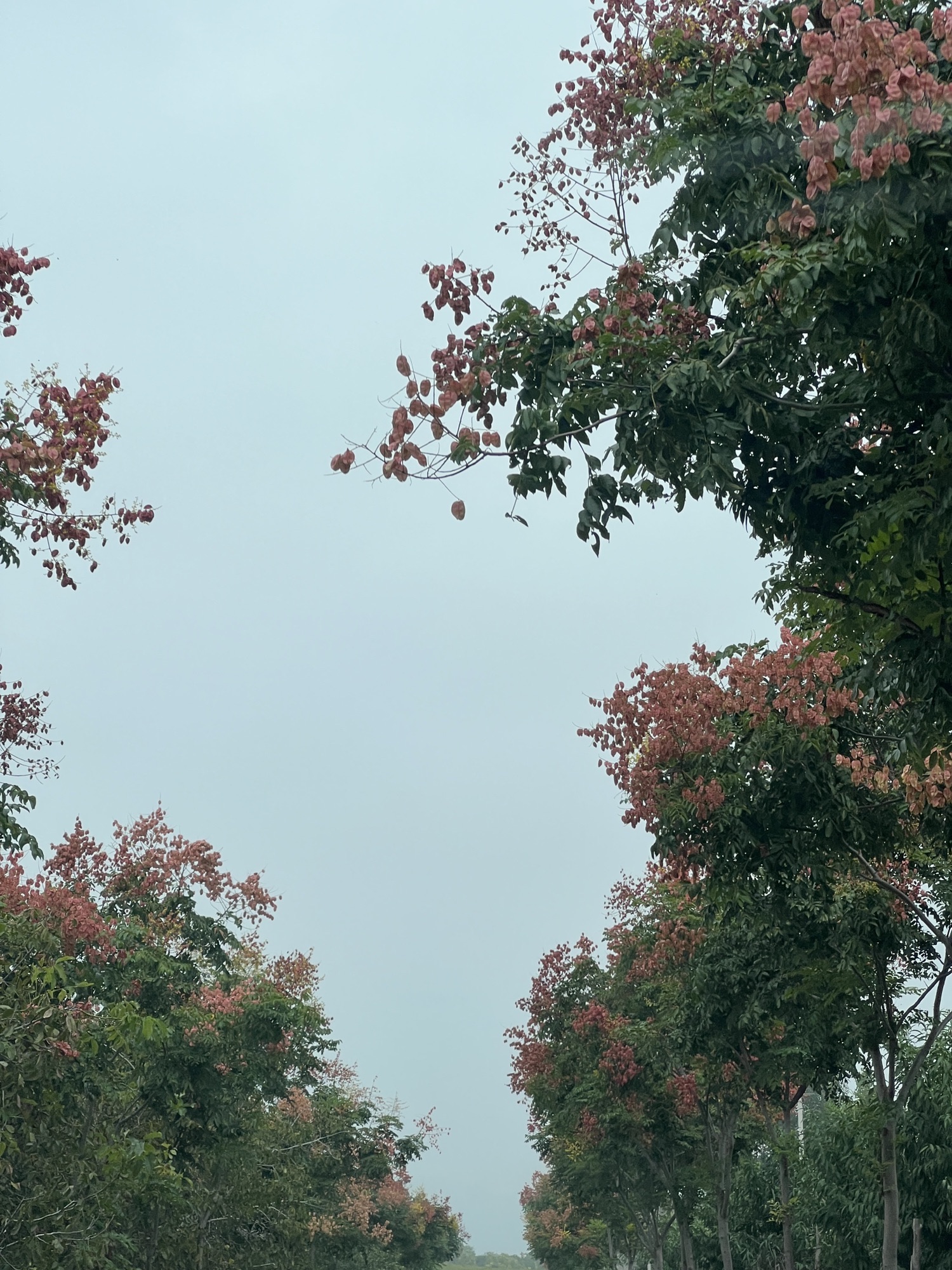 泰山桃花源景区旅行图片 3
