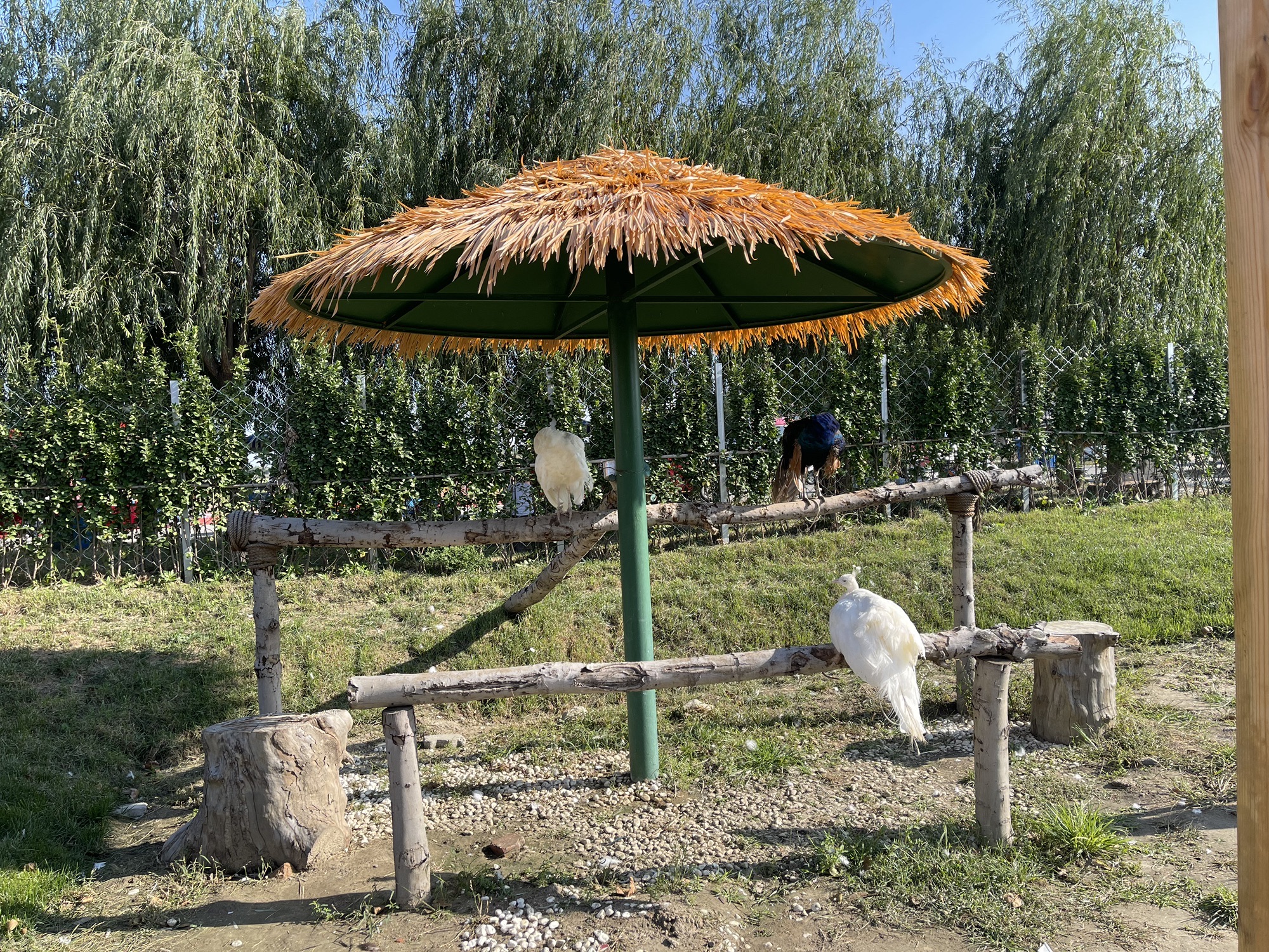 曙光水镇旅行图片 1