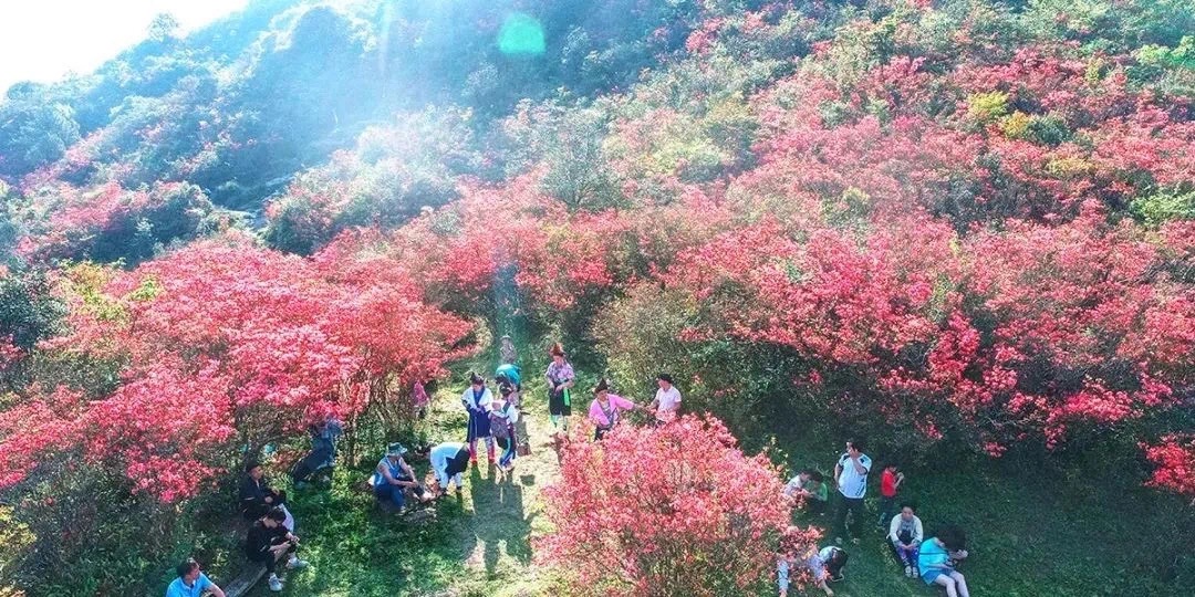 元宝党道千亩杜鹃花旅行图片 1