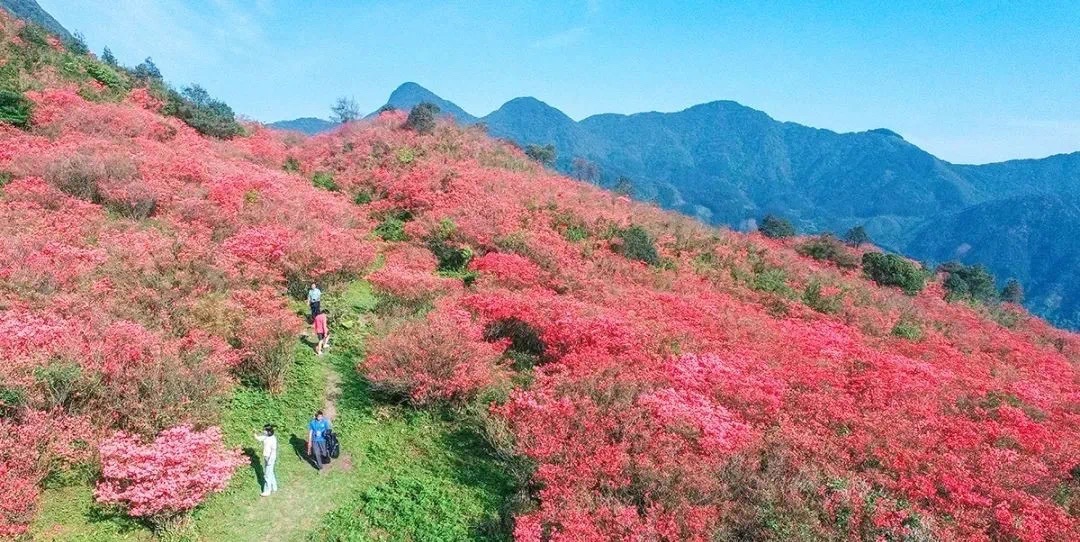 元宝党道千亩杜鹃花旅行图片 2