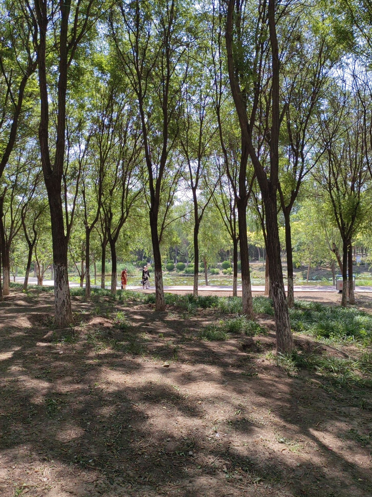 静海森林公园旅行图片 3