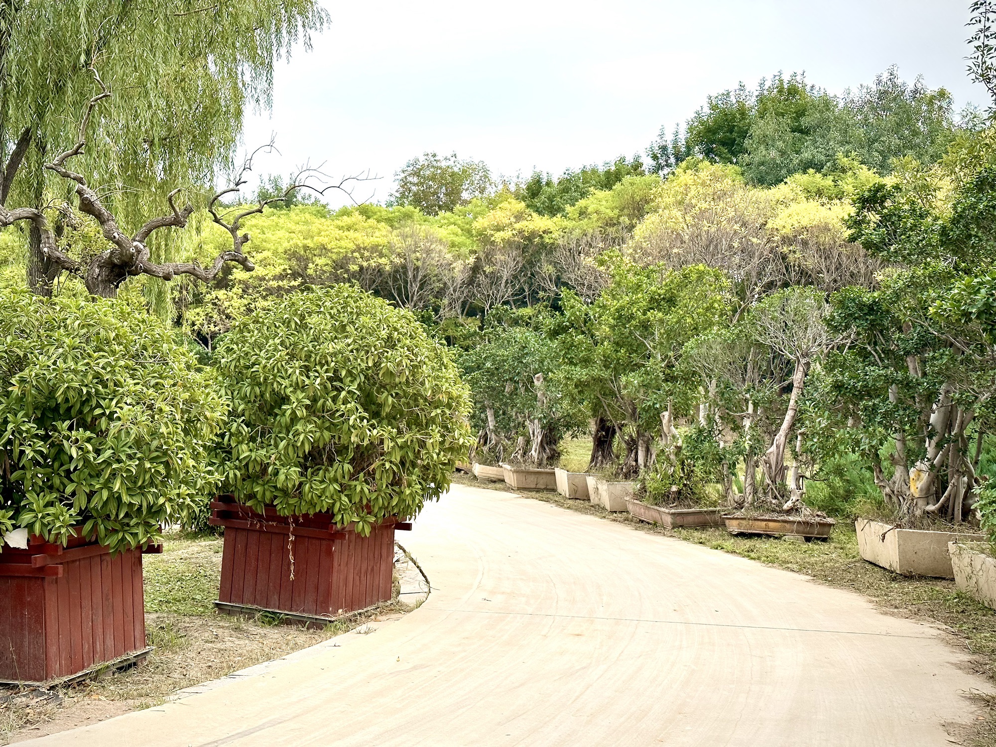 静海森林公园旅行图片 1