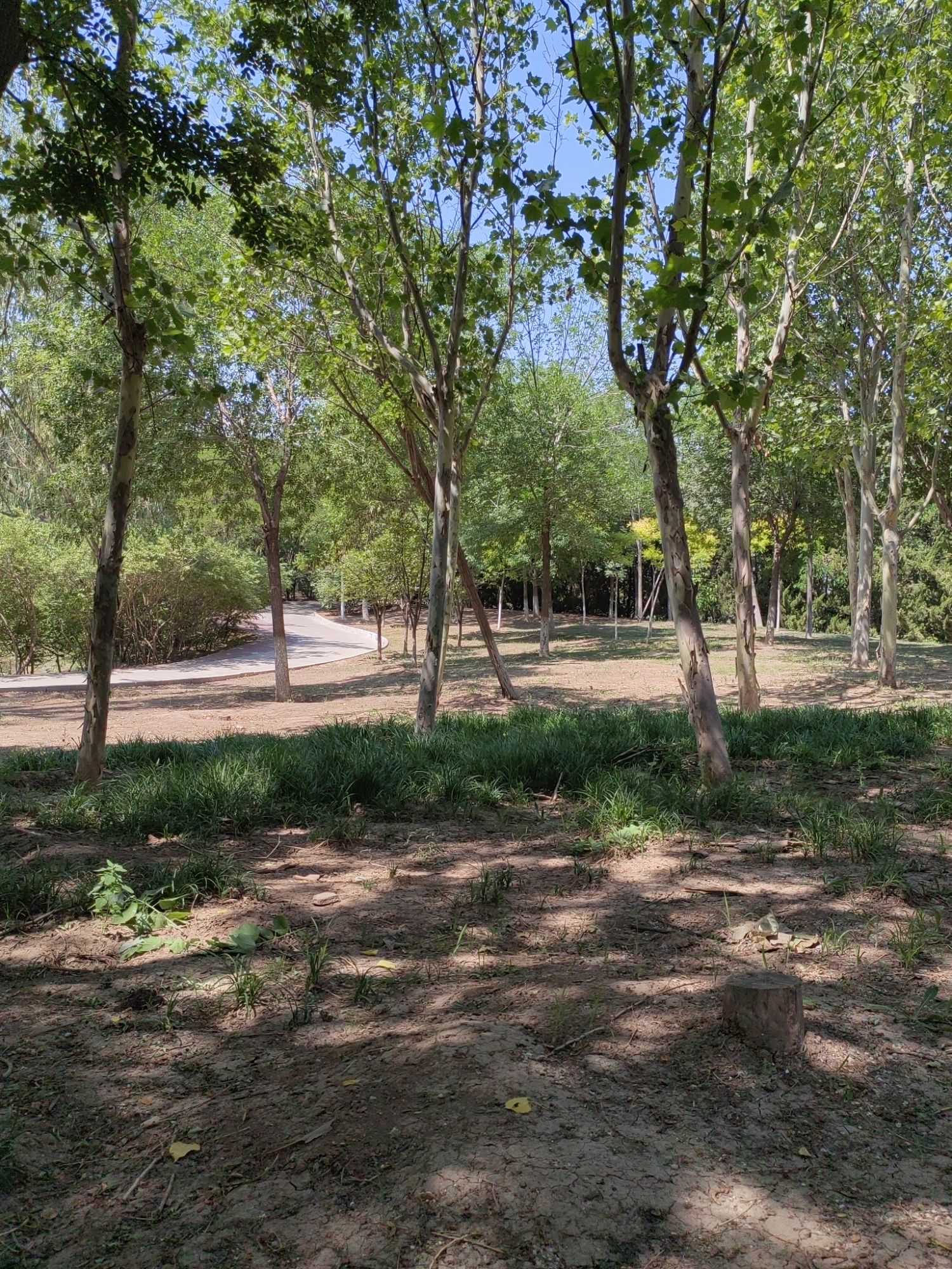 静海森林公园旅行图片 1