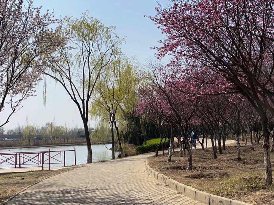 静海森林公园旅行图片 2