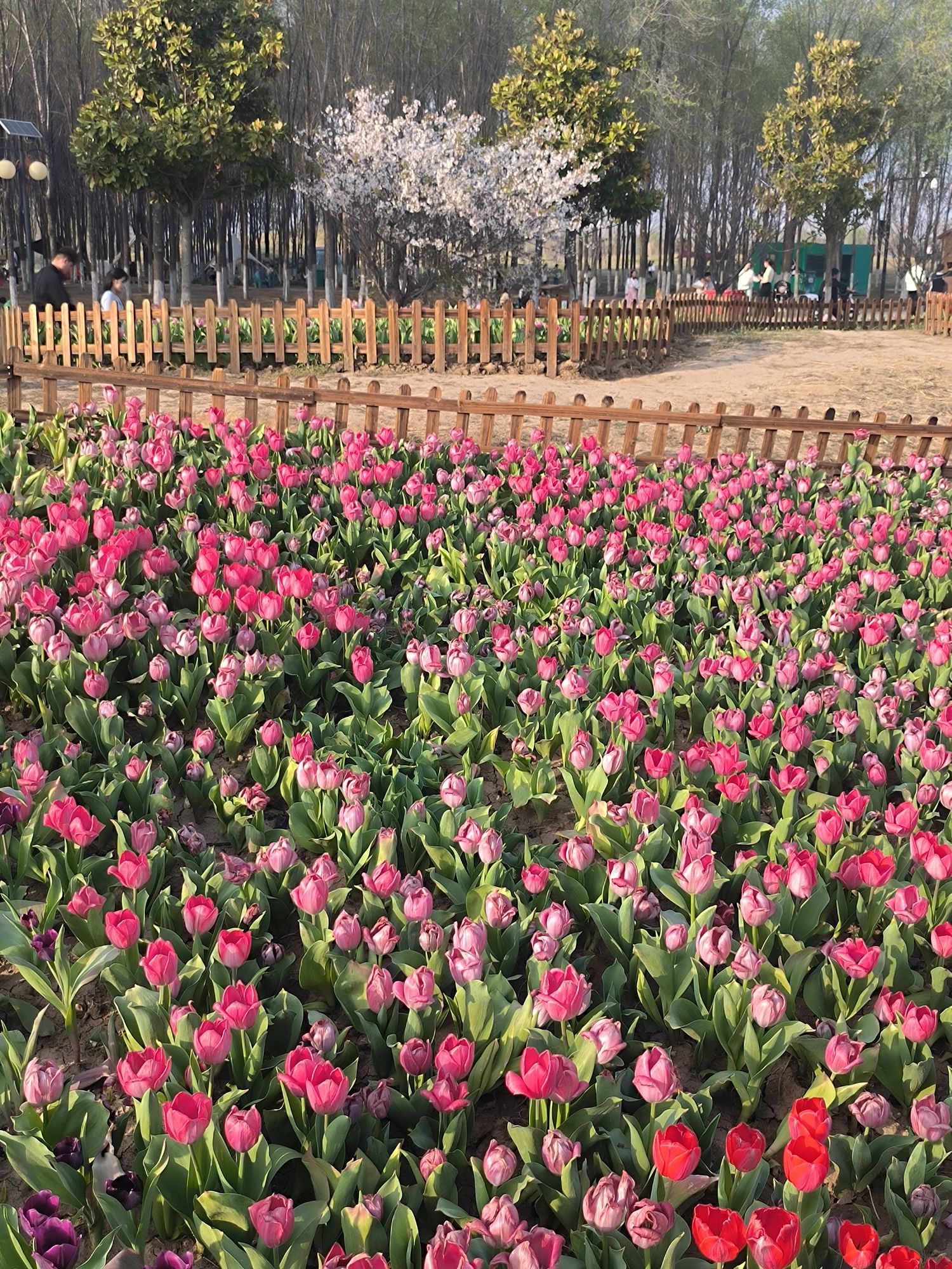 华佗百草园旅行图片 3