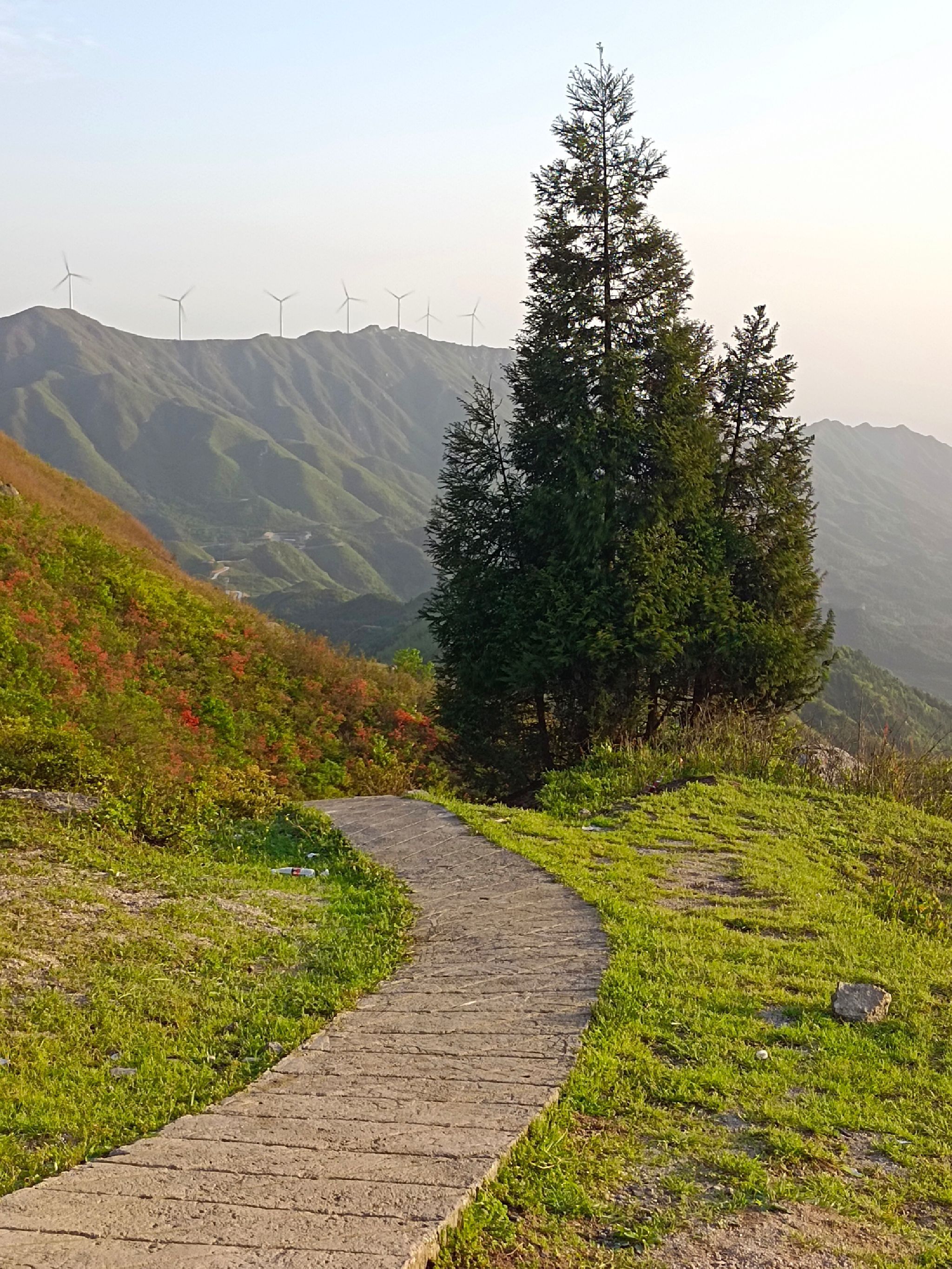 扶苍山旅行图片 1