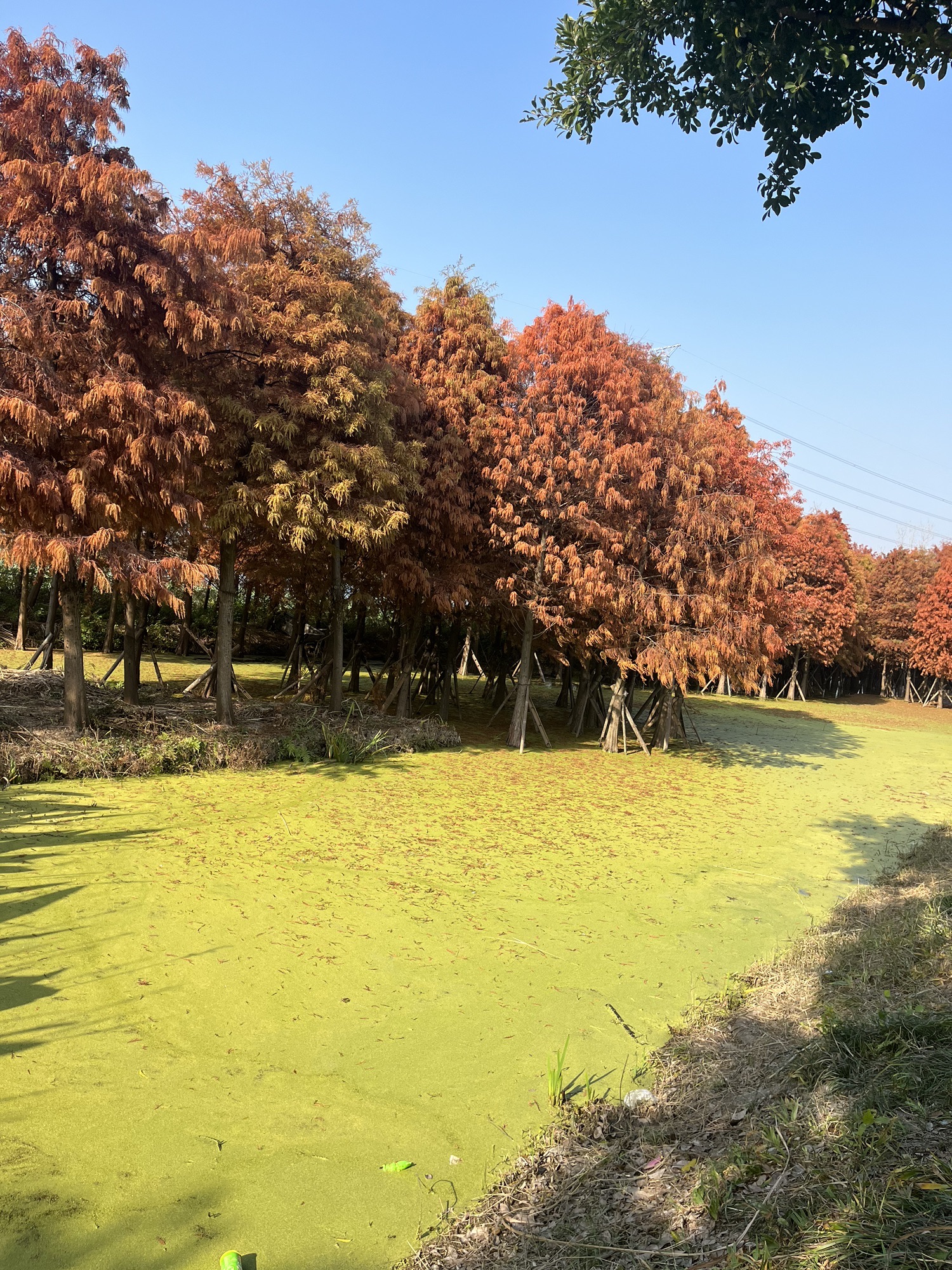 中塘河公园旅行图片 3