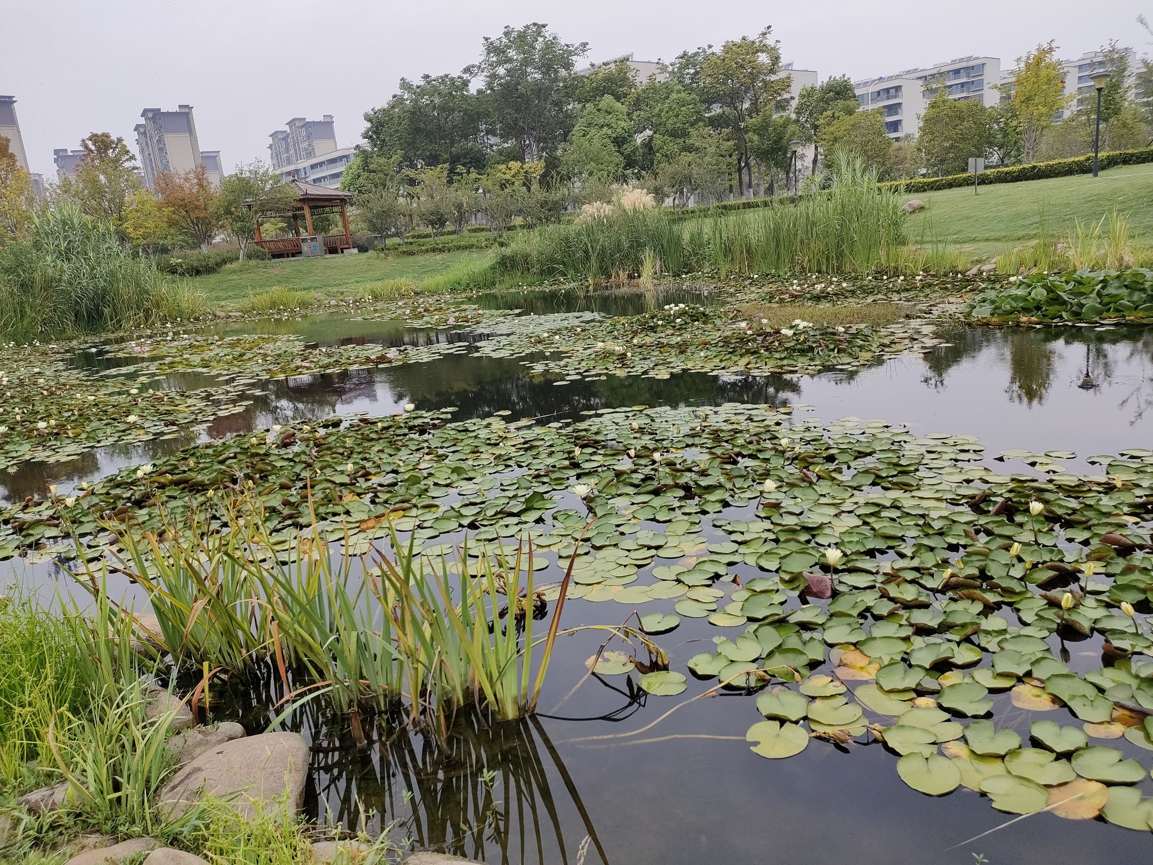 无锡洋溪河湿地公园旅行图片 1