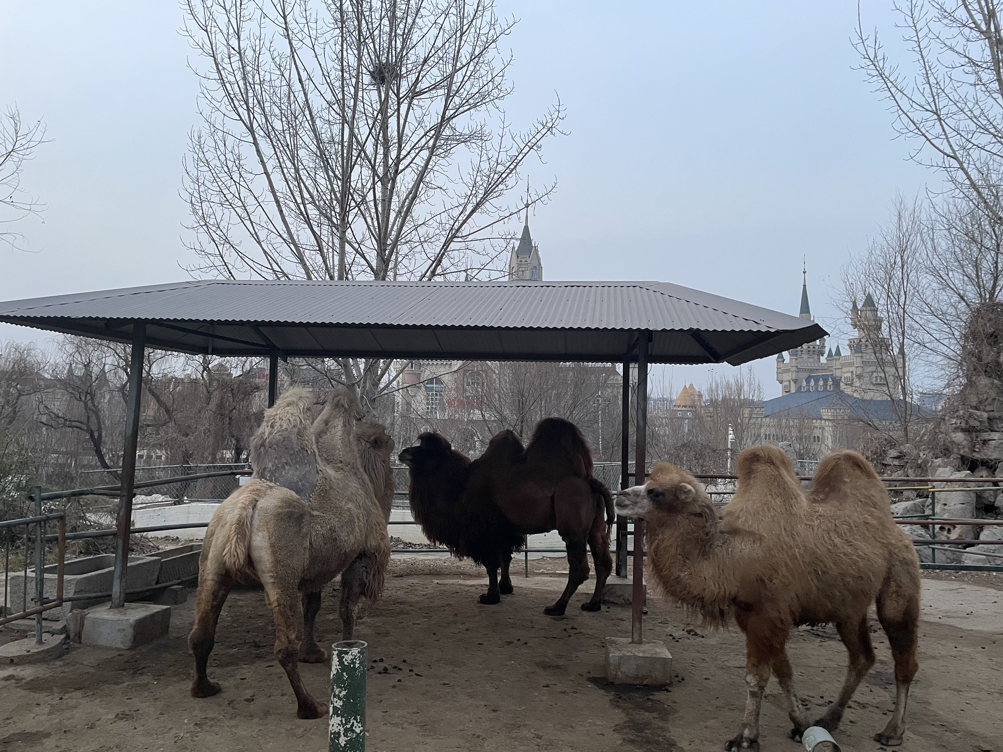 文昌湖萌宠动物园旅行图片 2