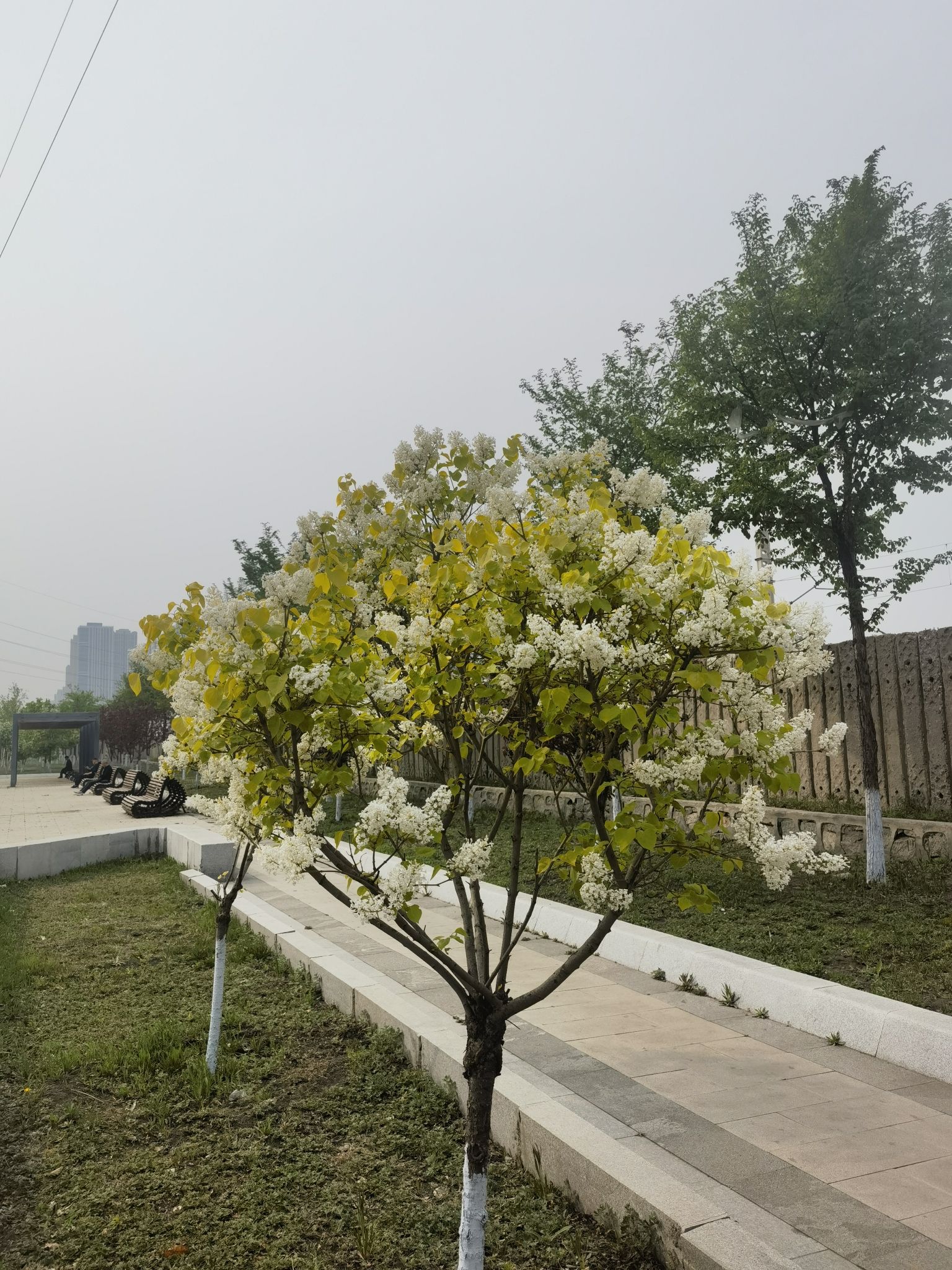 丁香游园旅行图片 3