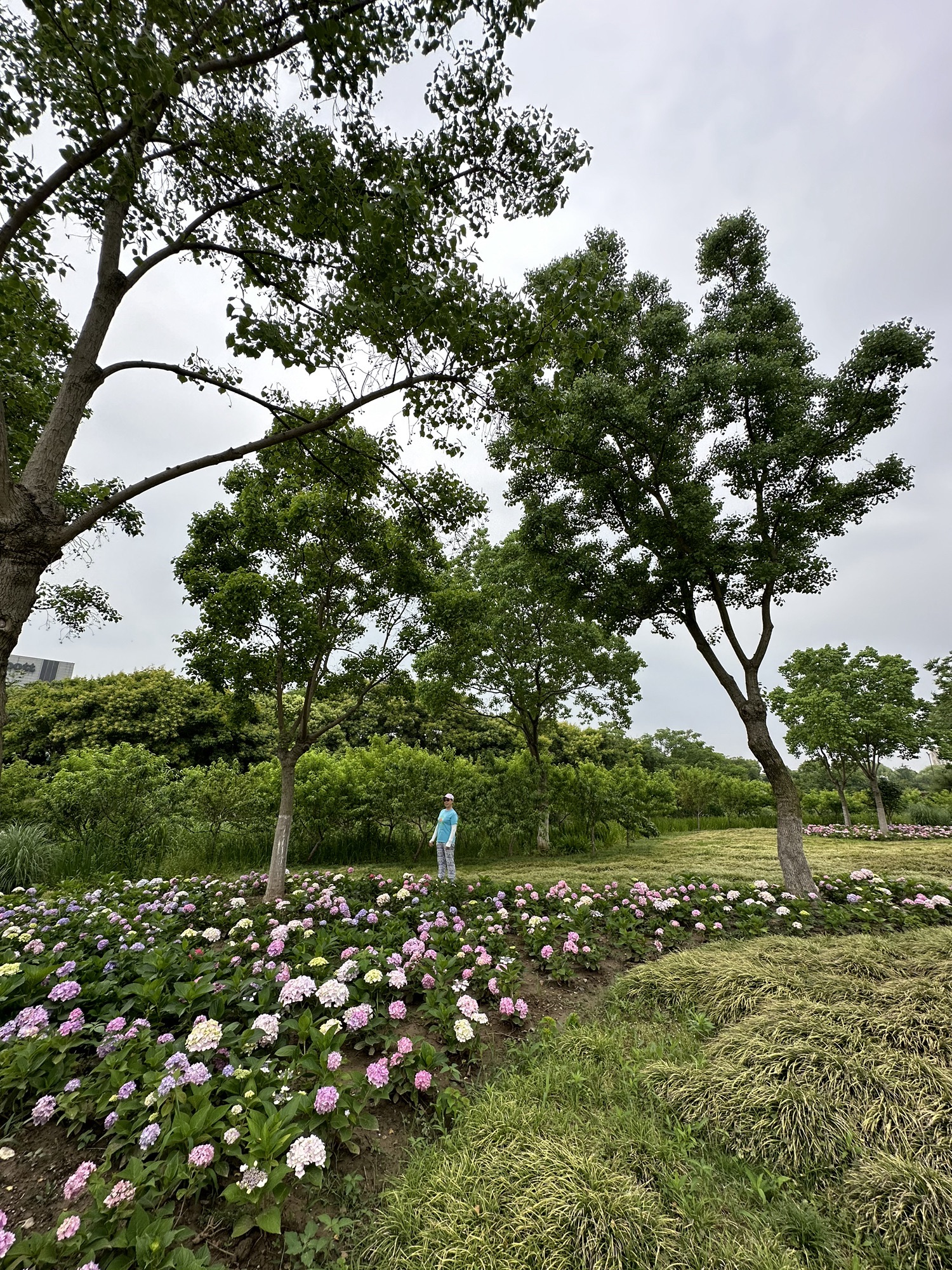马家浜考古遗址公园旅行图片 2