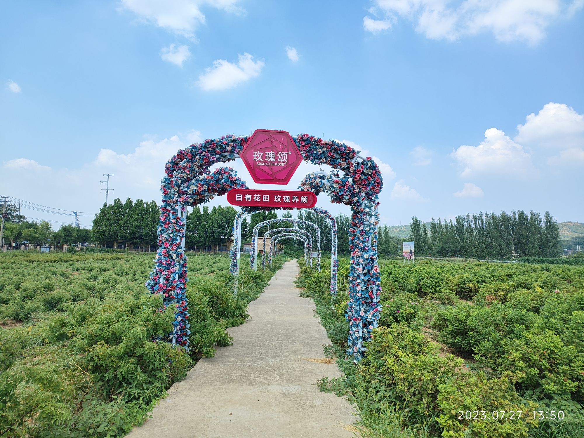 玫瑰花研究所旧址旅行图片 2