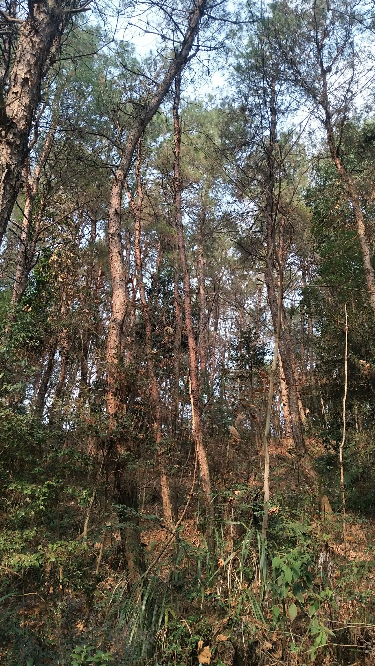 花样龙水湖景区旅行图片 2