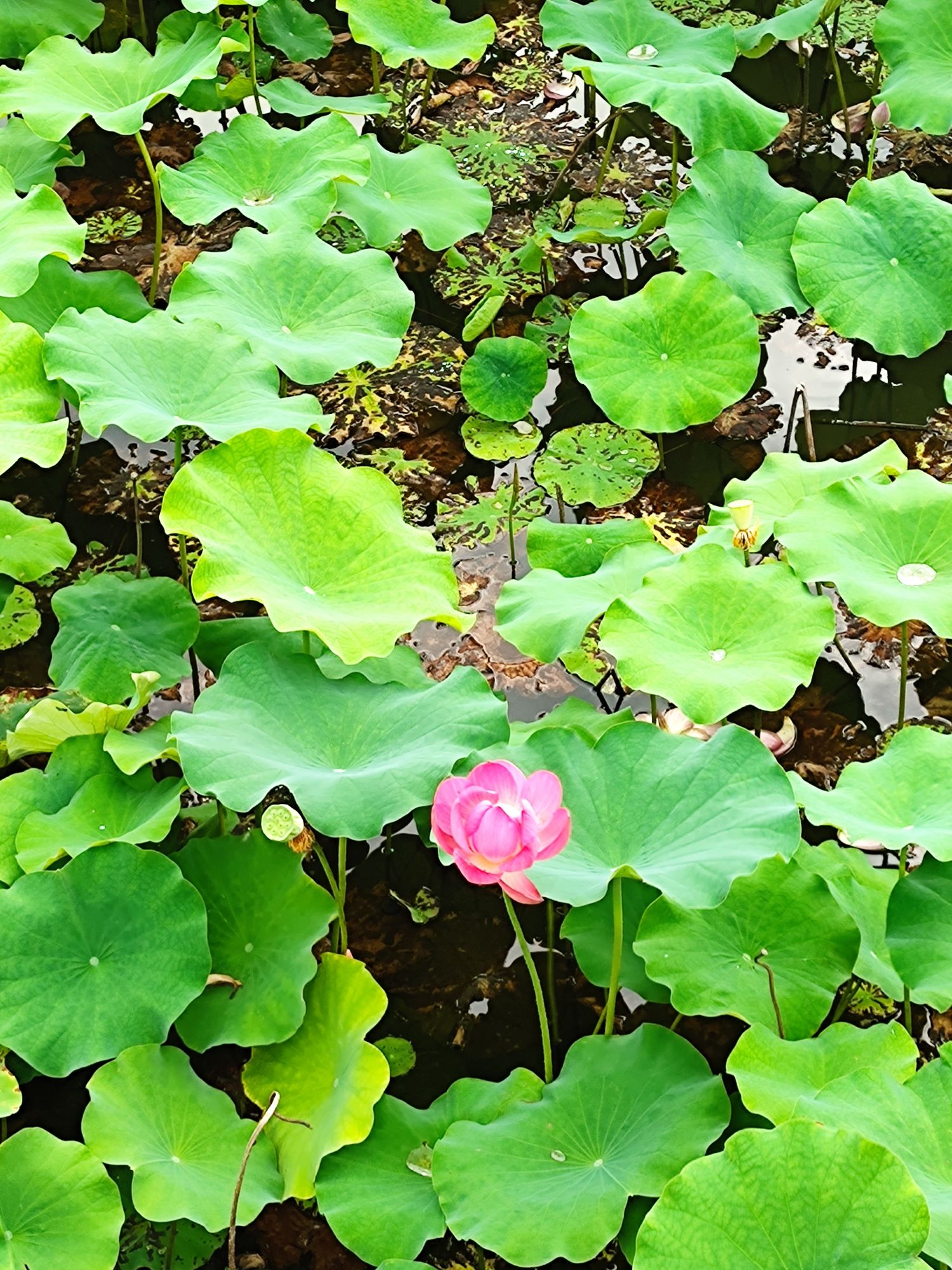 花样龙水湖景区旅行图片 2
