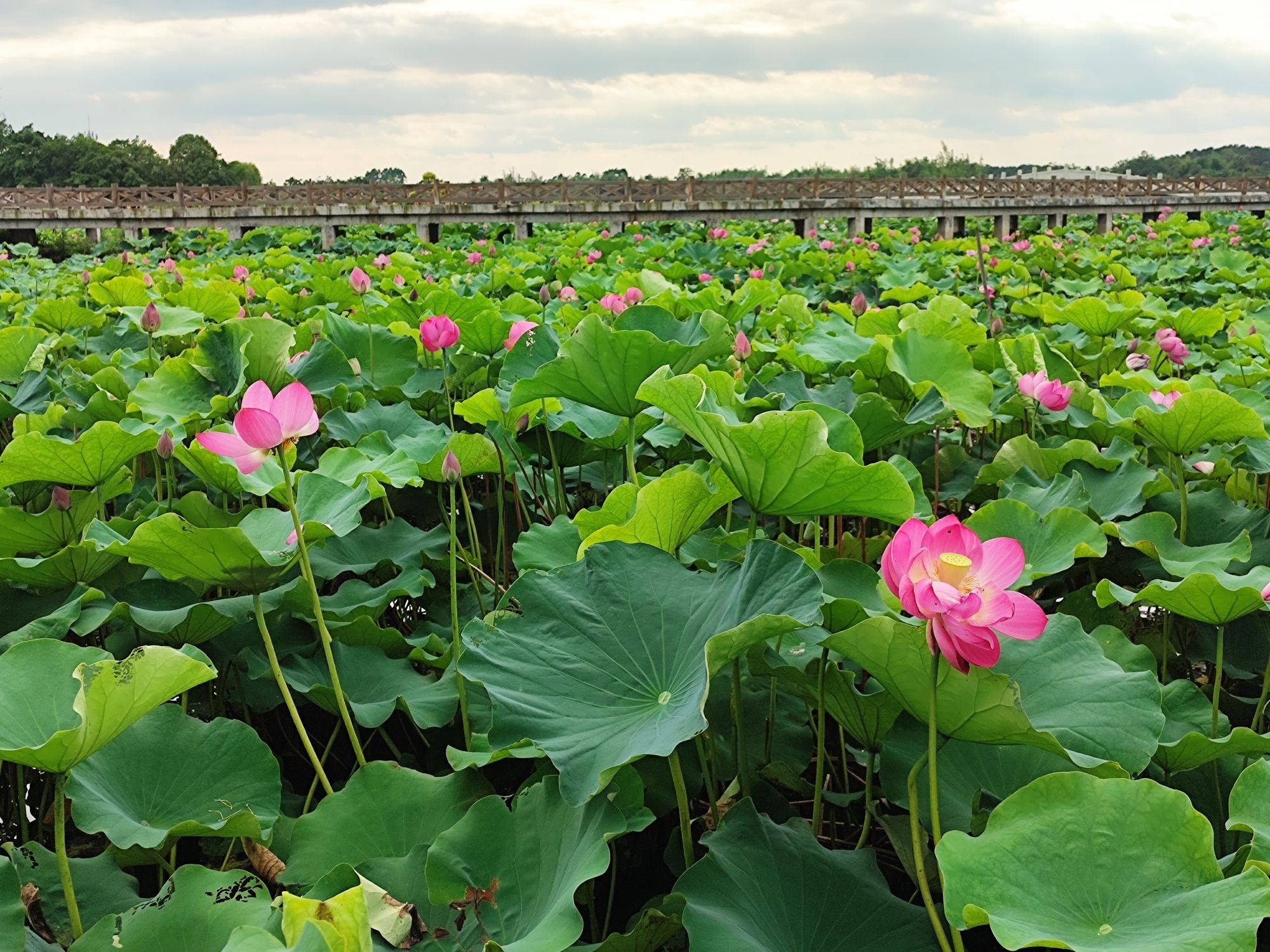 花样龙水湖景区旅行图片 1