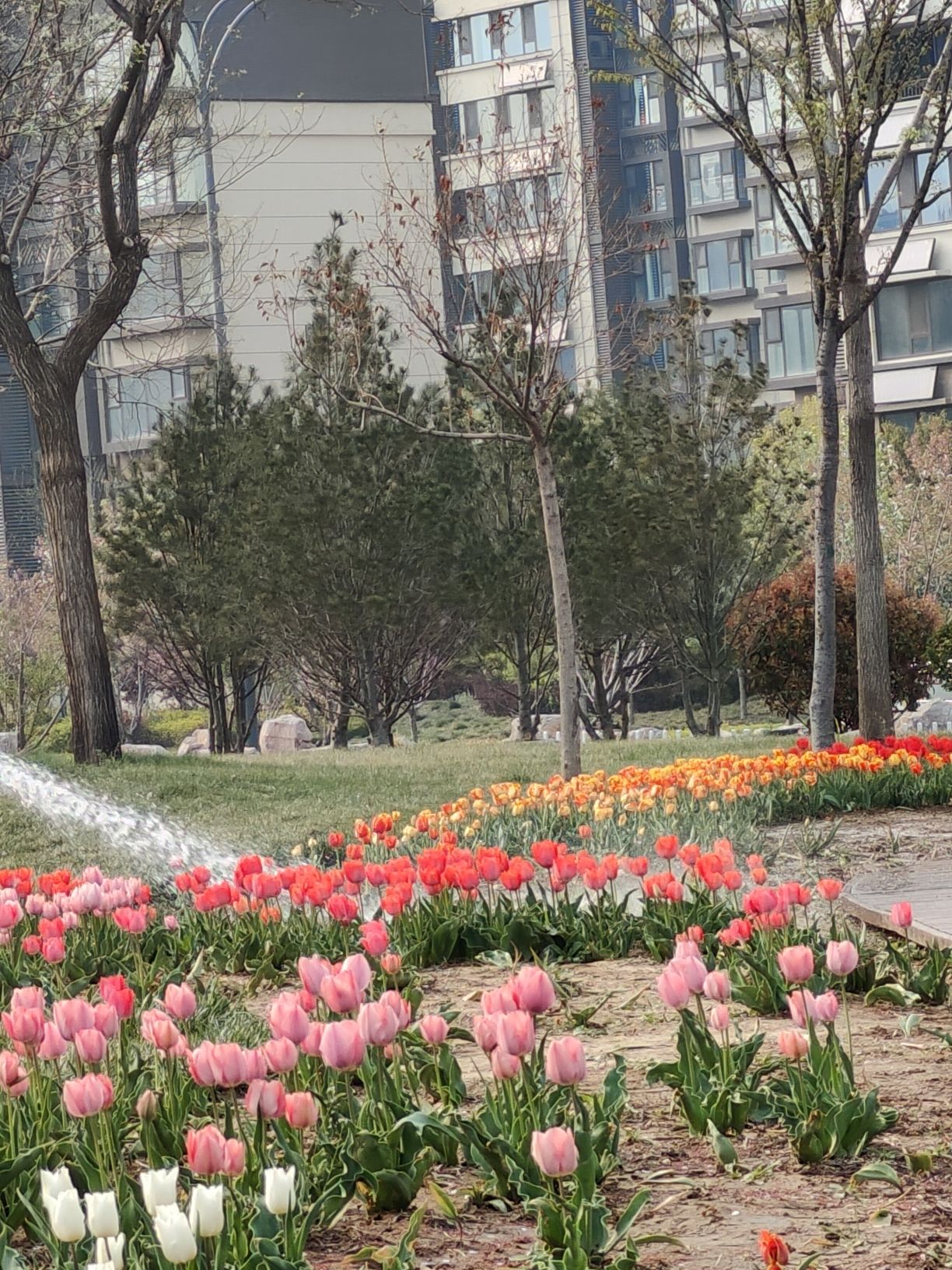 城投悦湖公园旅行图片 3