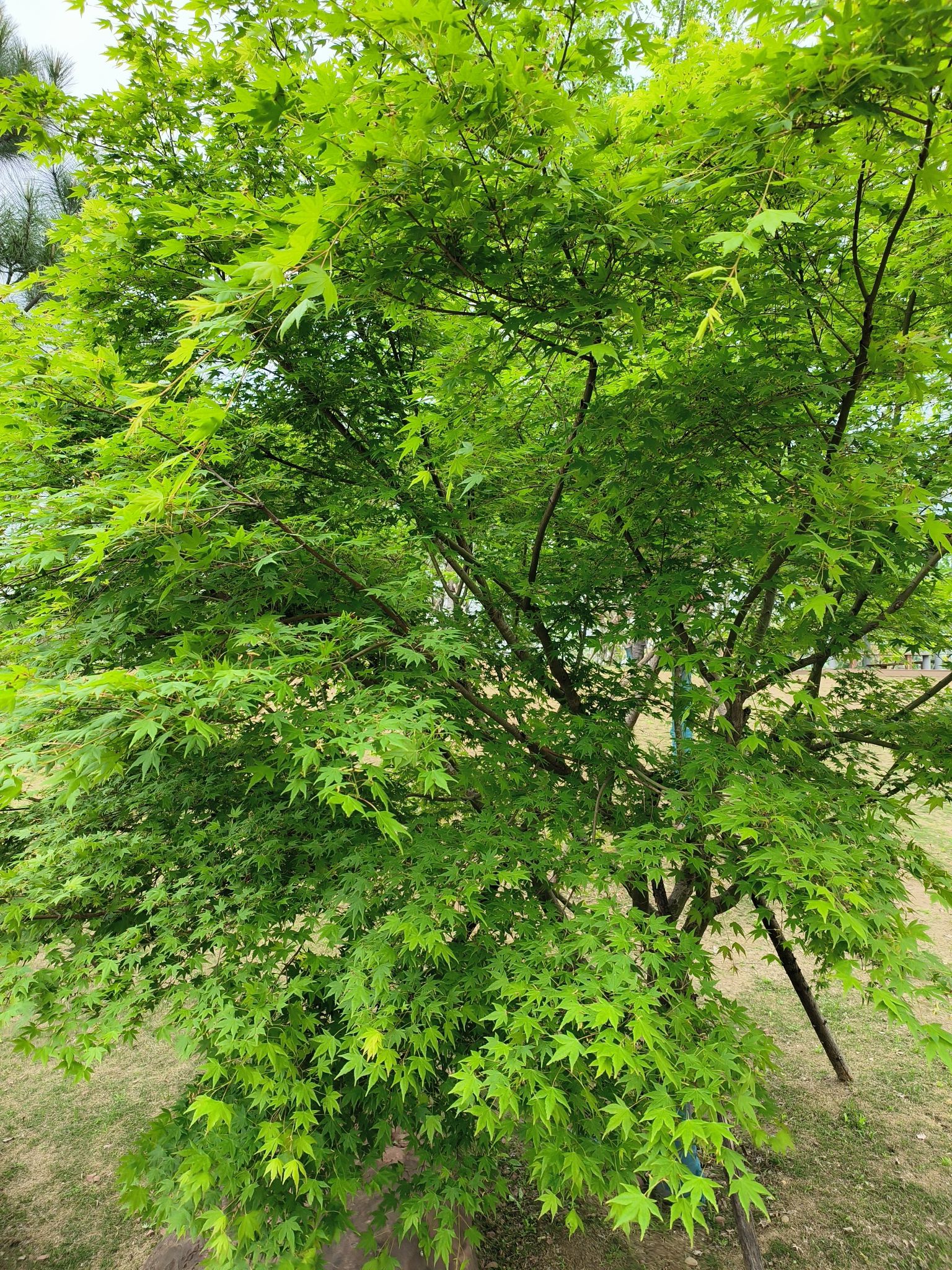 赤山公园旅行图片 2