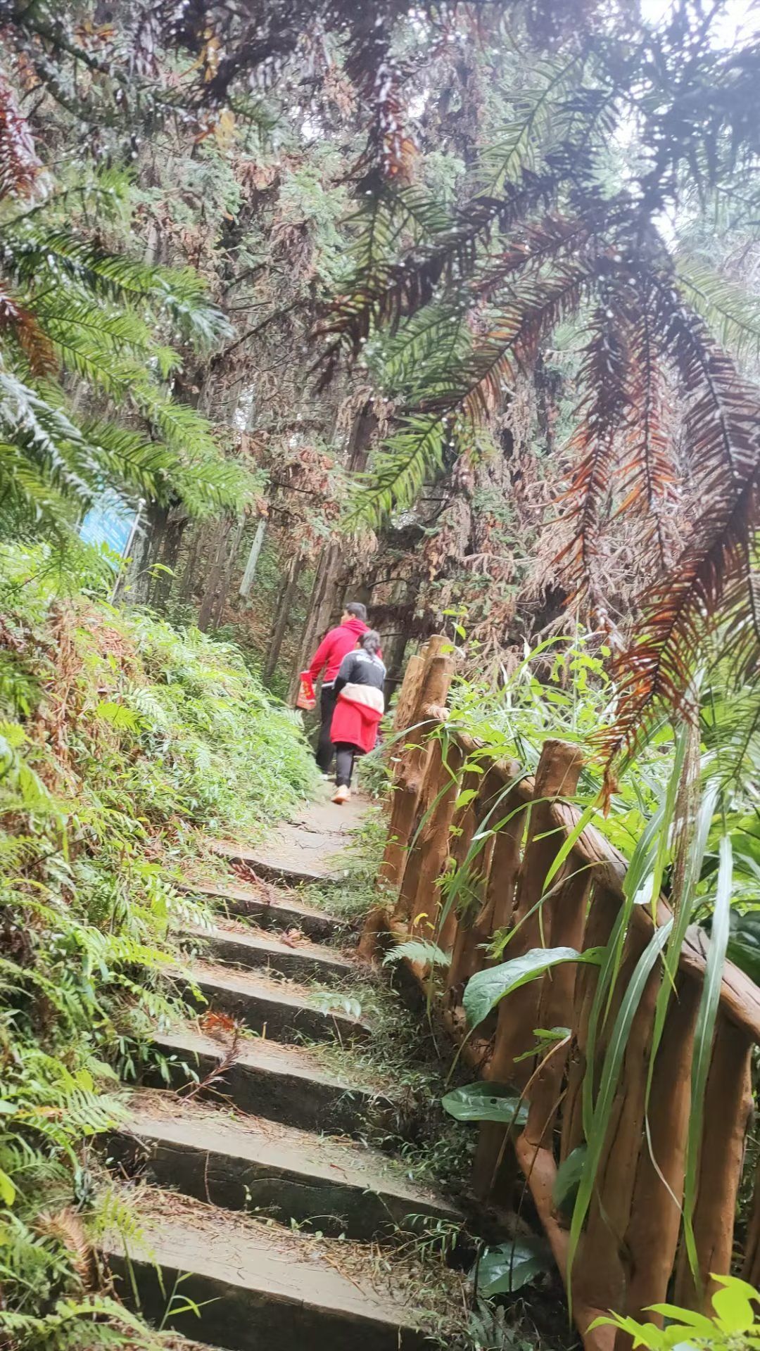融安香杉公园旅行图片 3
