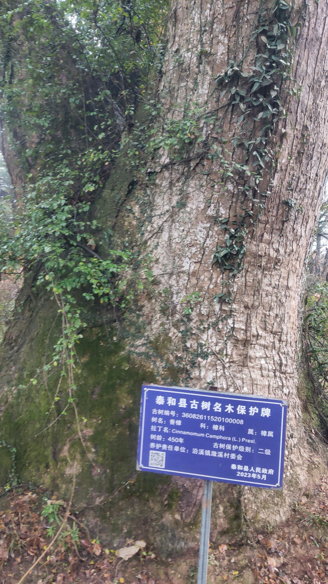 惜字塔旅行图片 2