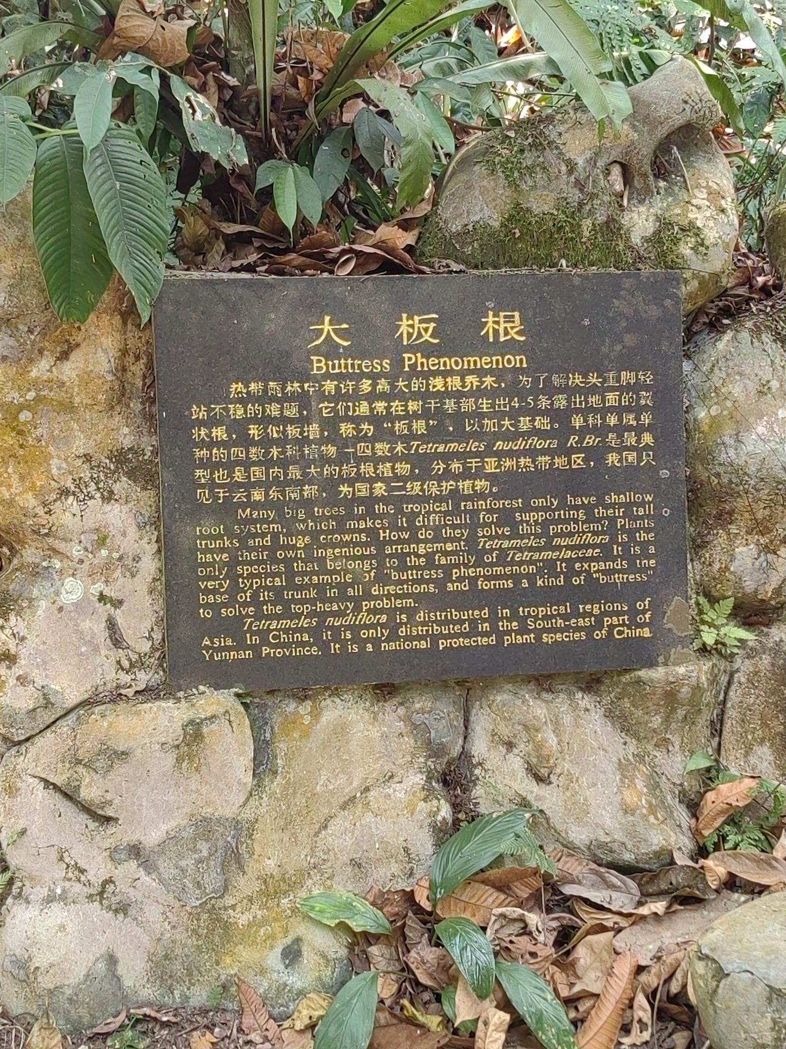 大板根