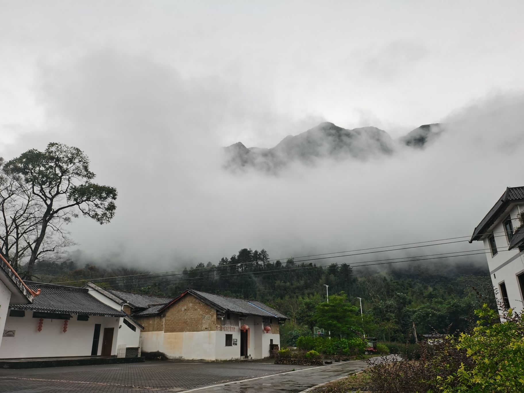 古树公园旅行图片 1