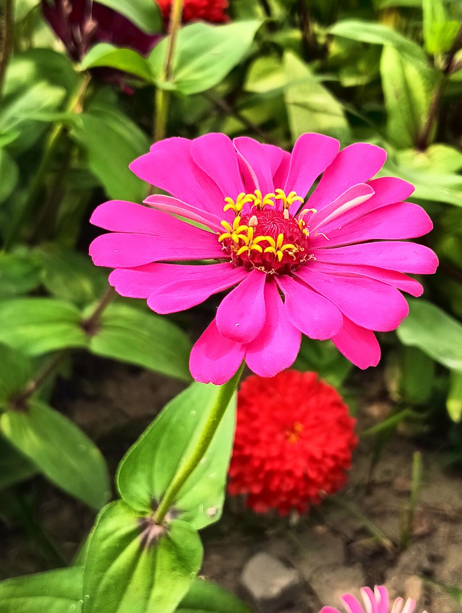 石淙花海·花田囍市旅行图片 3