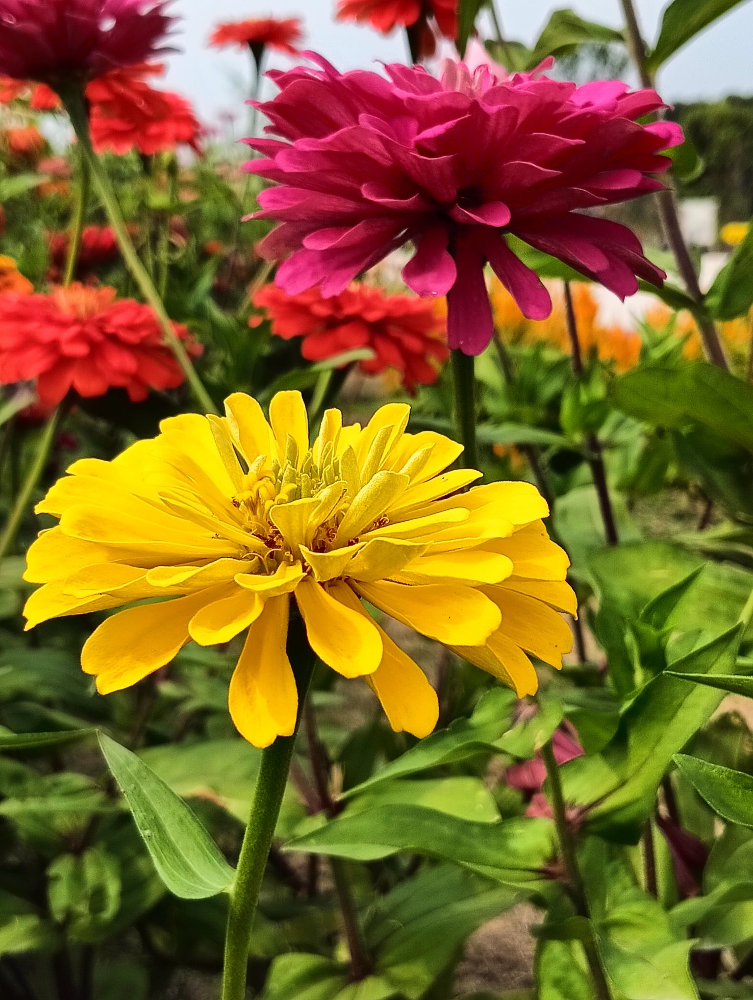 石淙花海·花田囍市旅行图片 1