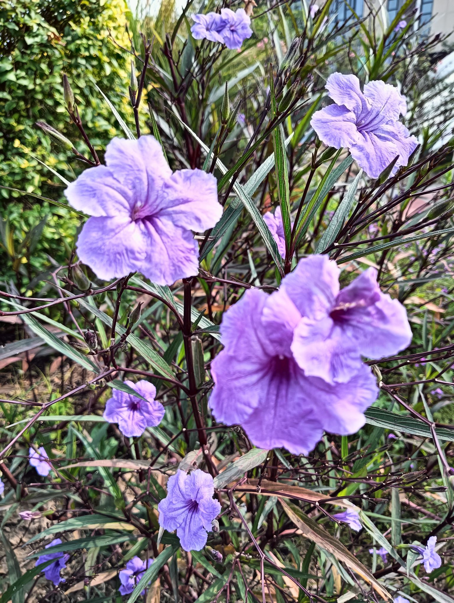 石淙花海·花田囍市旅行图片 2