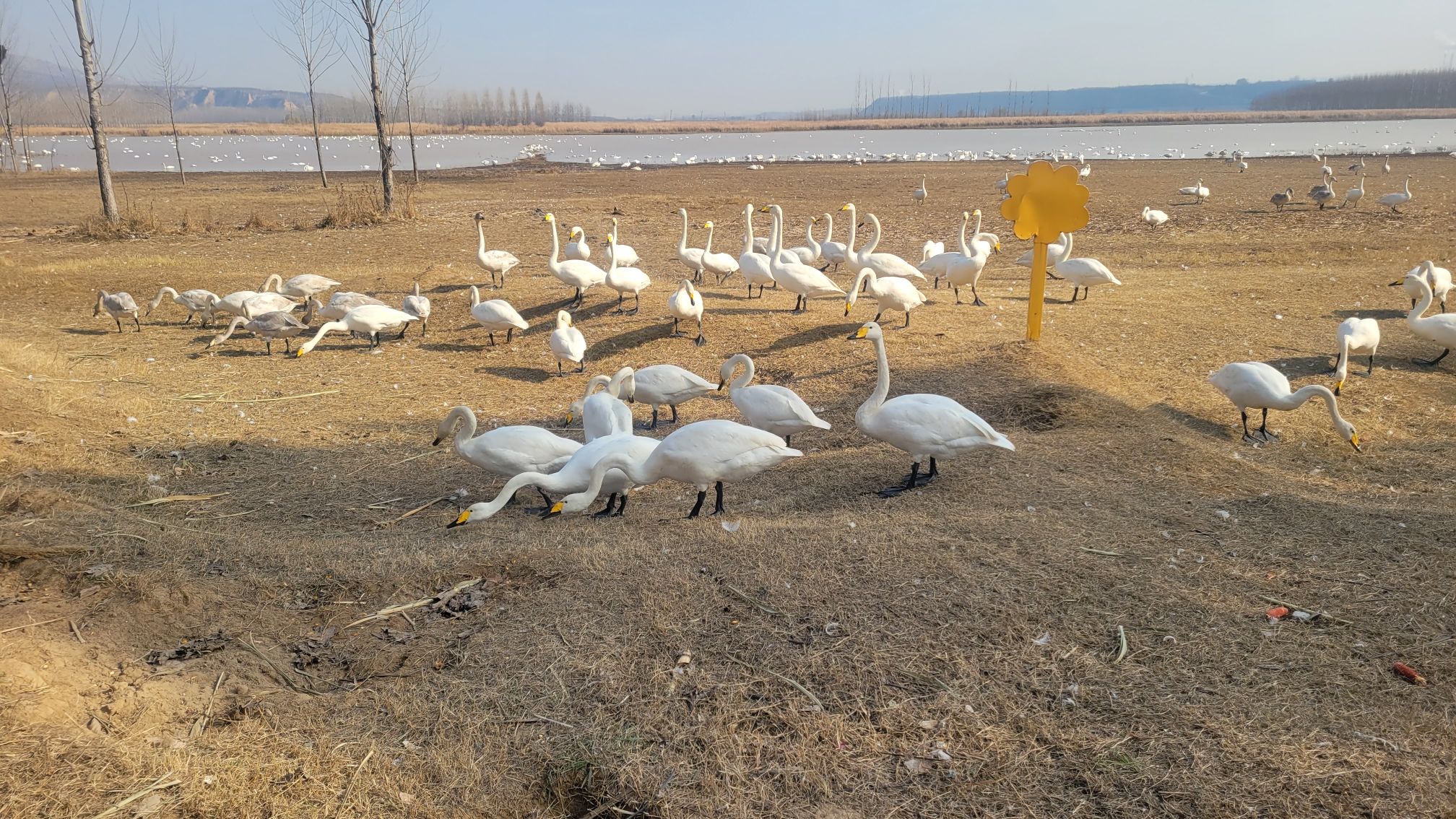 灵宝后地天鹅观赏点旅行图片 3