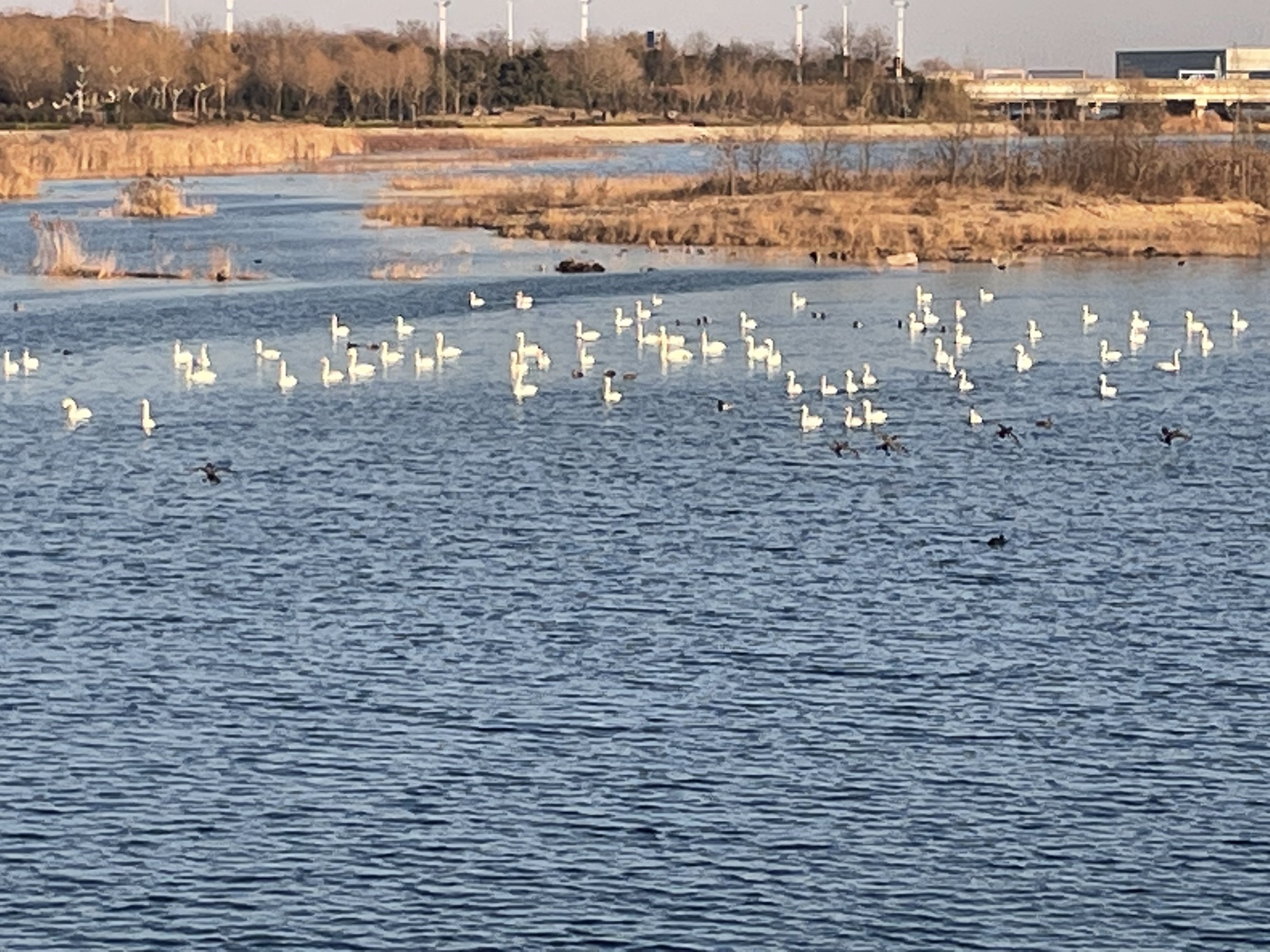 白鹭湾小镇旅行图片 2
