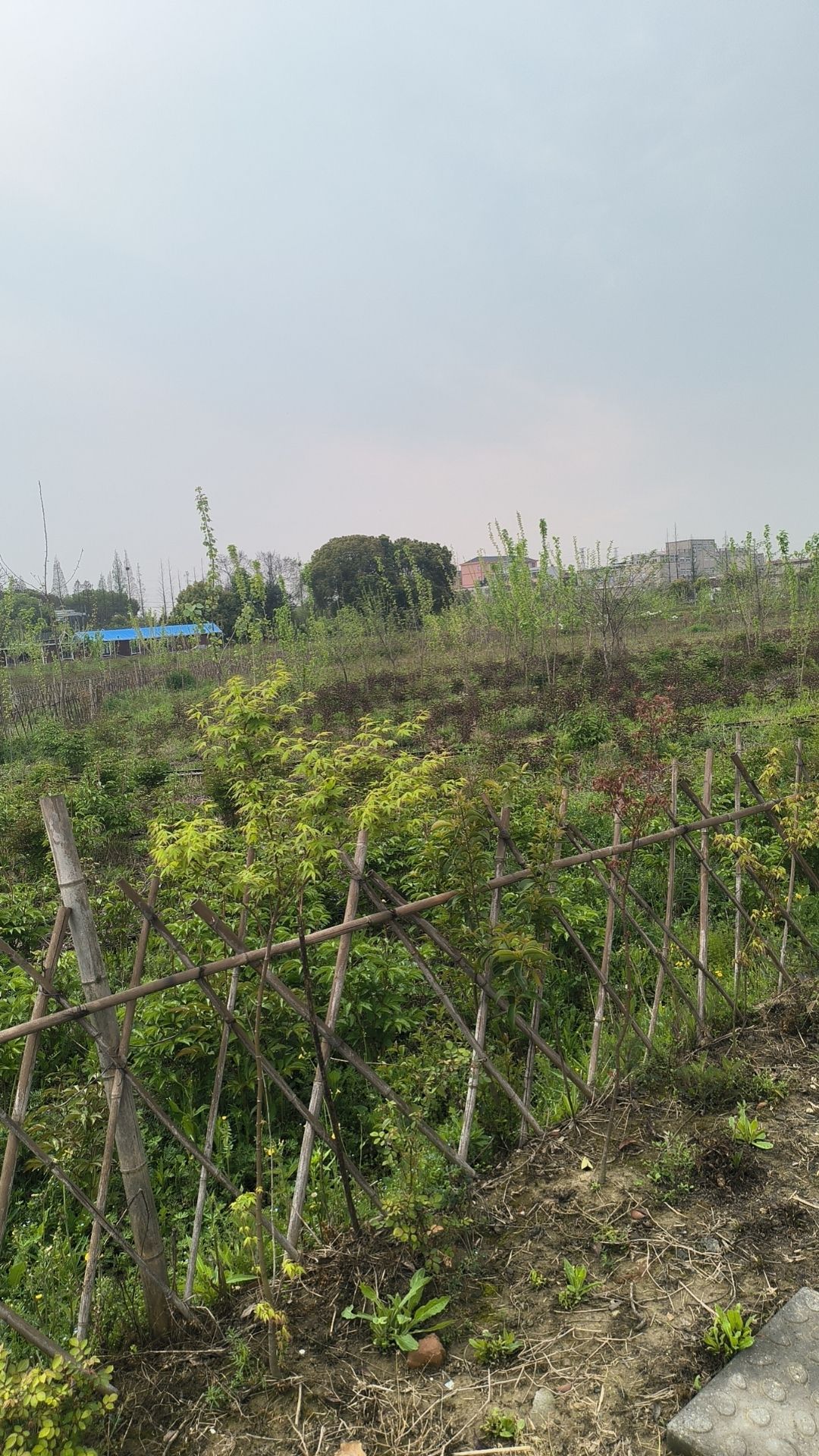 江南牡丹园旅行图片 1