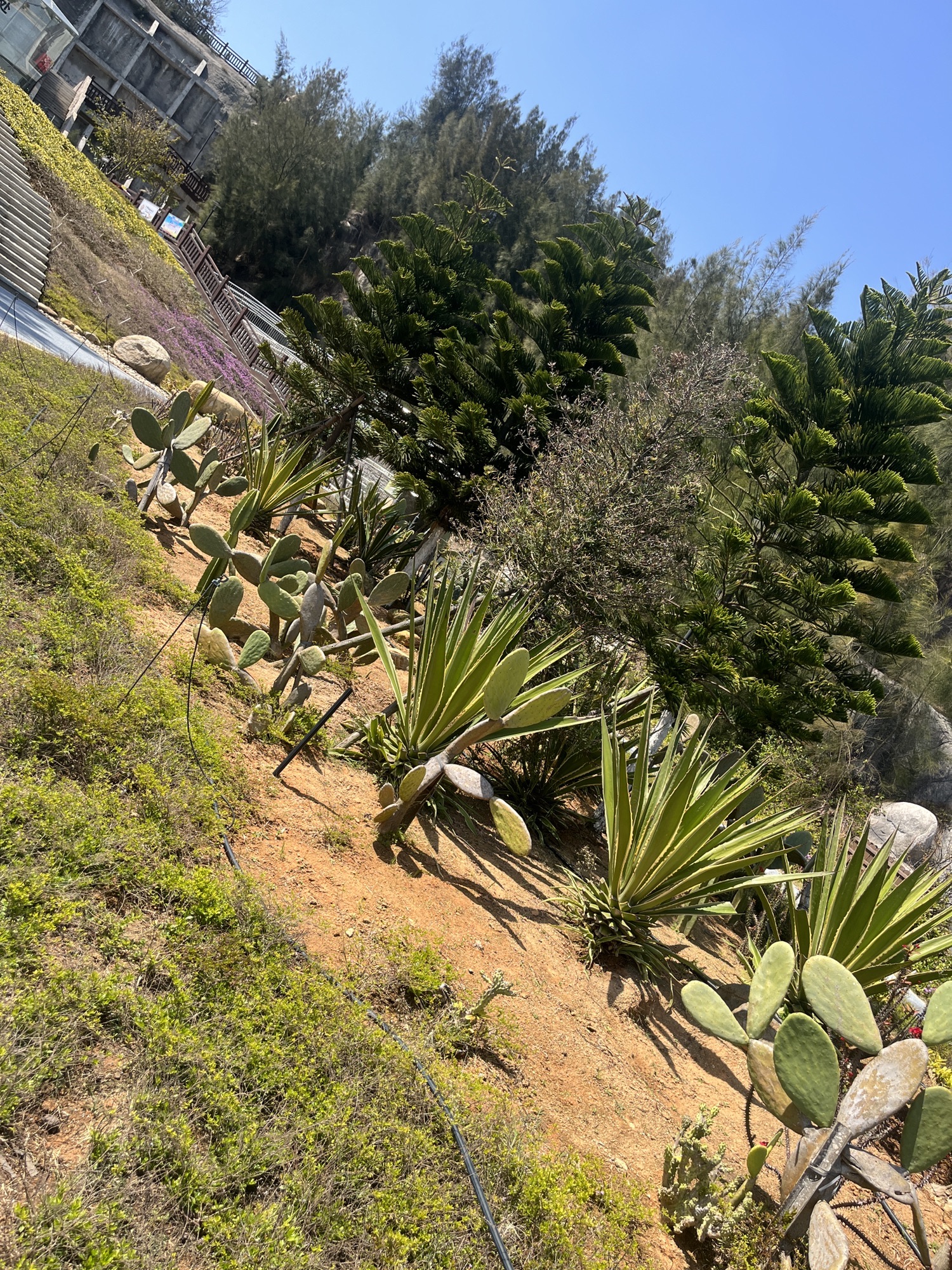 鸣凤山公园旅行图片 1