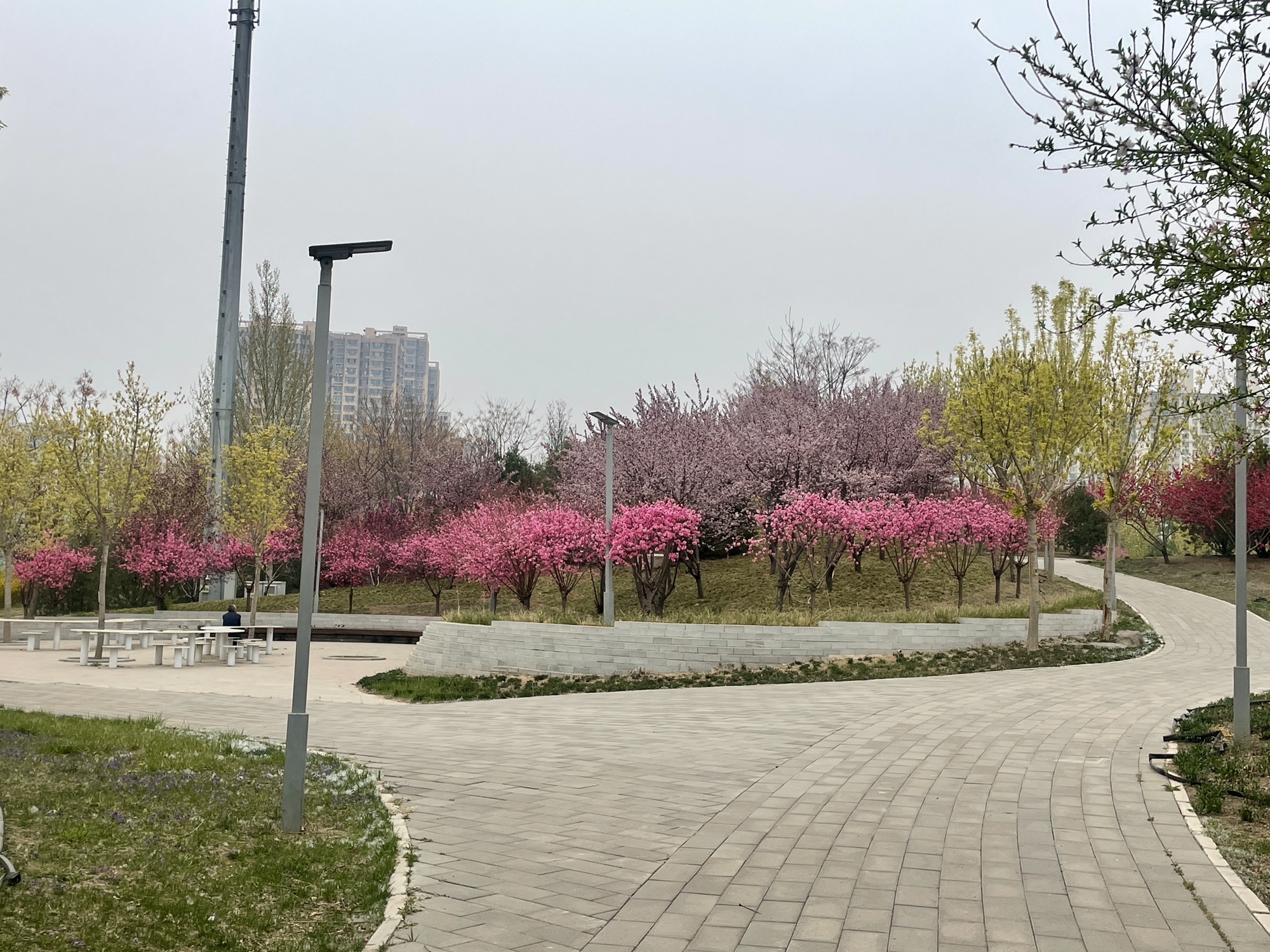 师大桃李园旅行图片 1